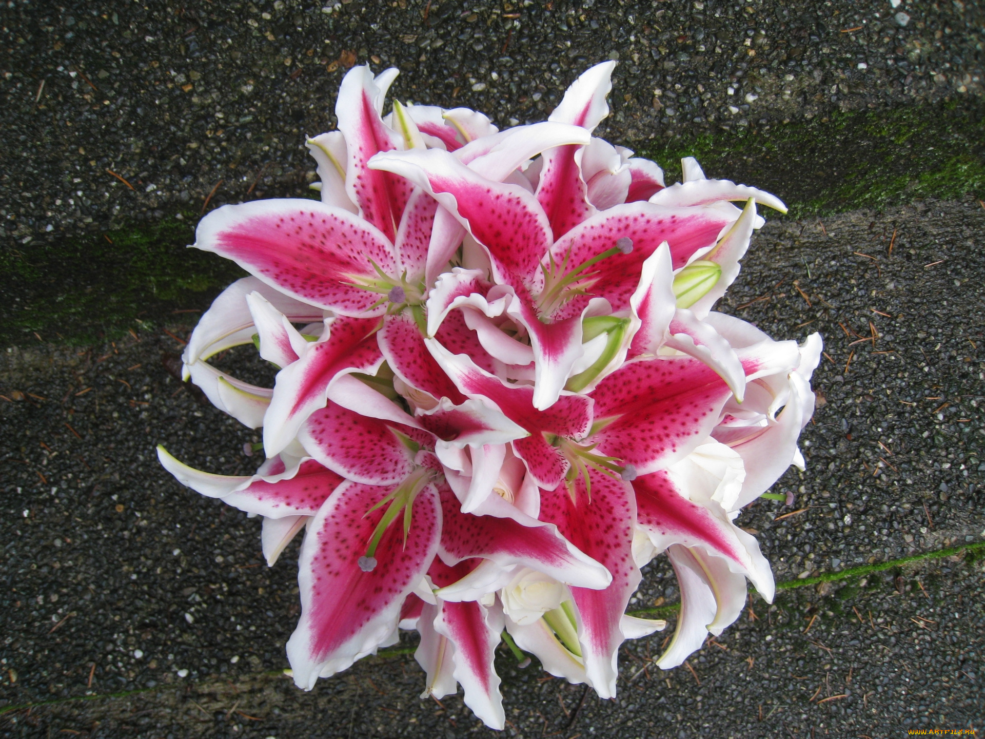 цветы, букеты, , композиции, лилии