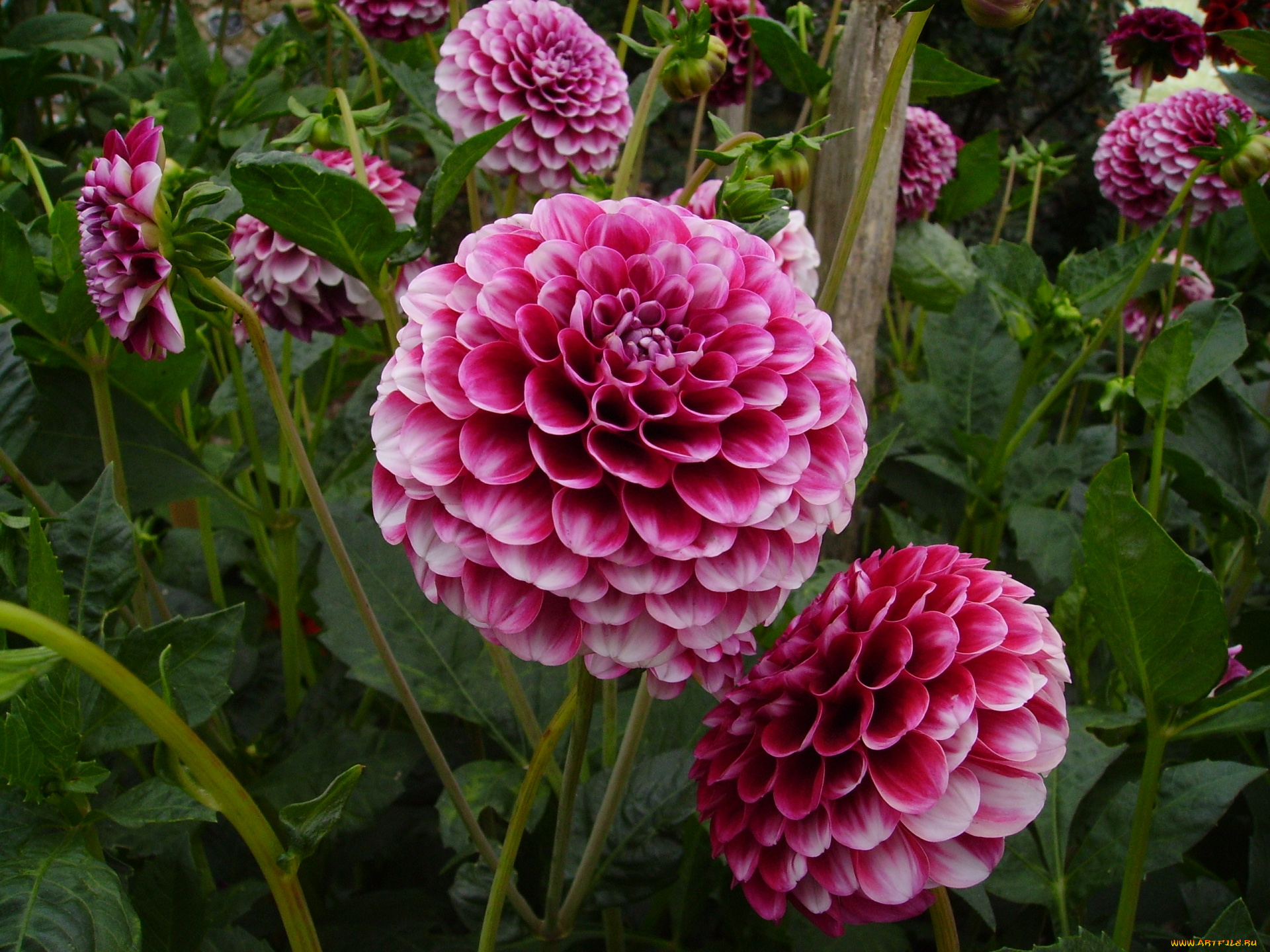 цветы, георгины, георгин, розовый