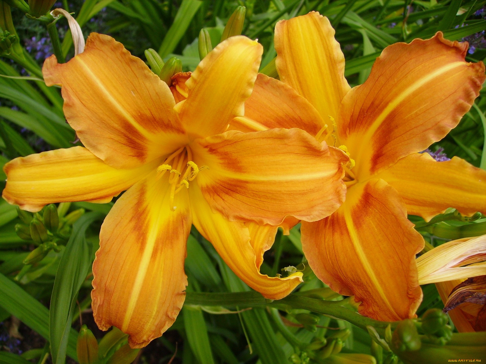 цветы, лилии, , лилейники, лилия