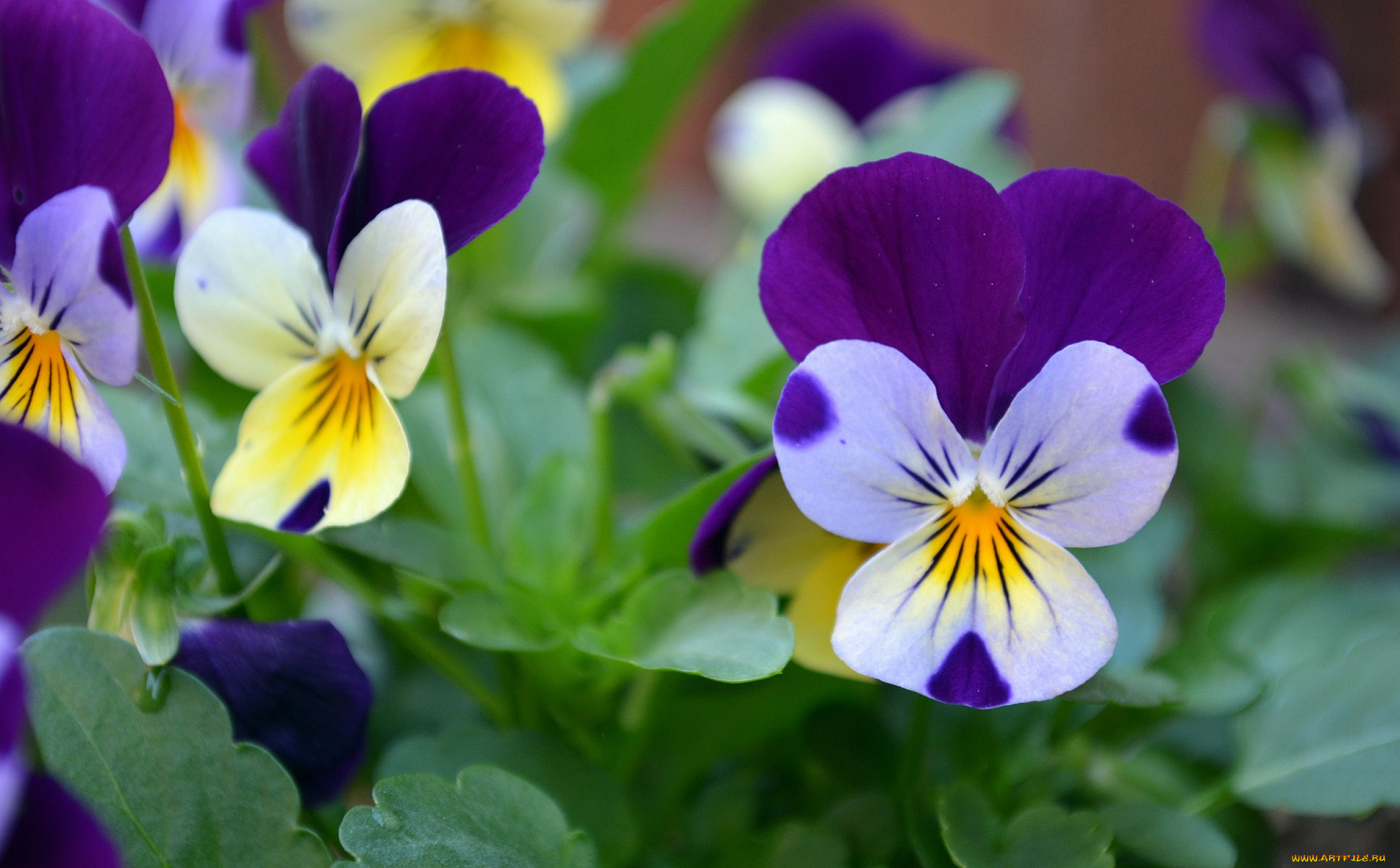 цветы, анютины, глазки, , садовые, фиалки, фиалки, листики, анютины, глазки