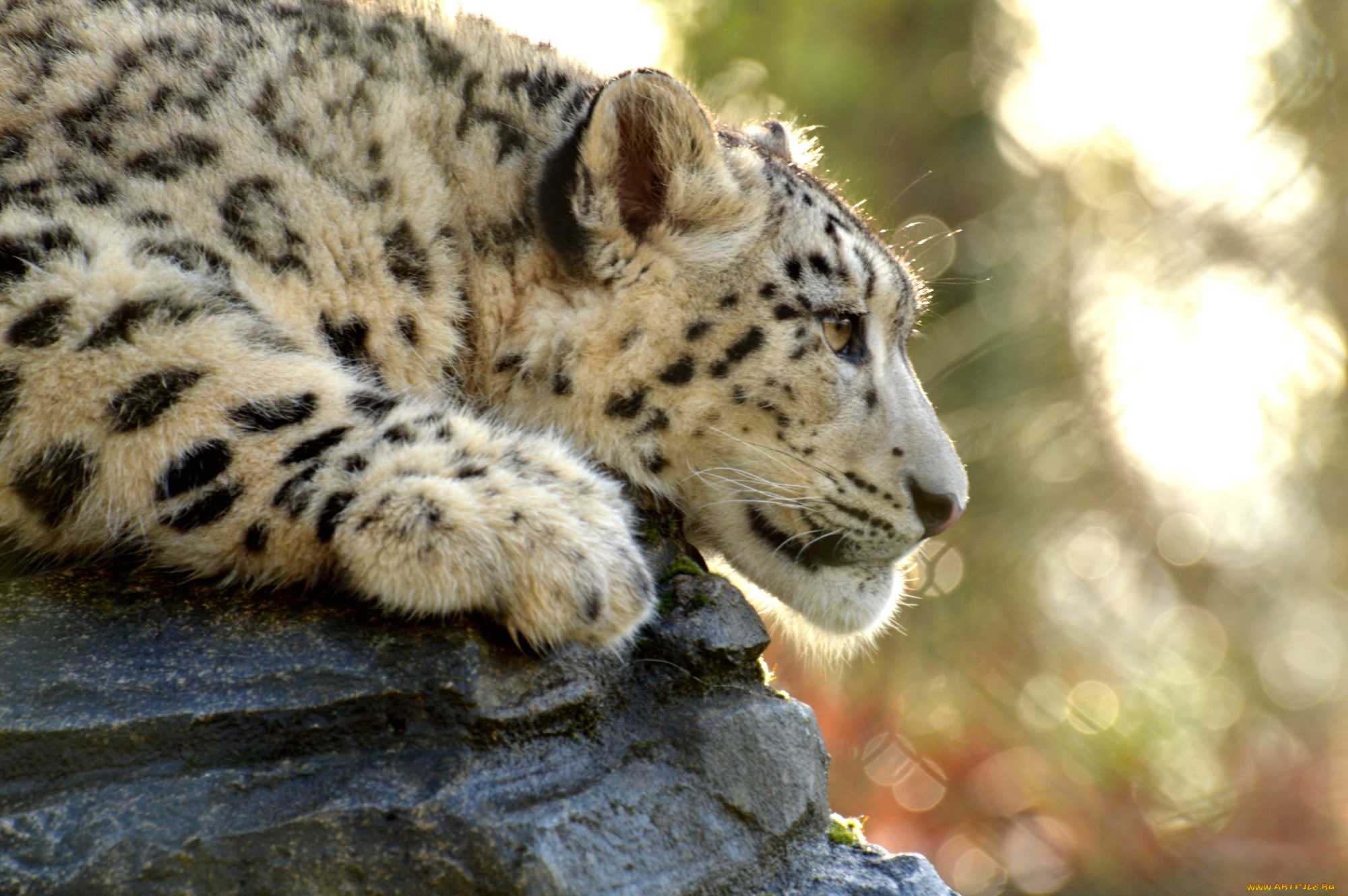животные, снежный, барс, , ирбис, леопард