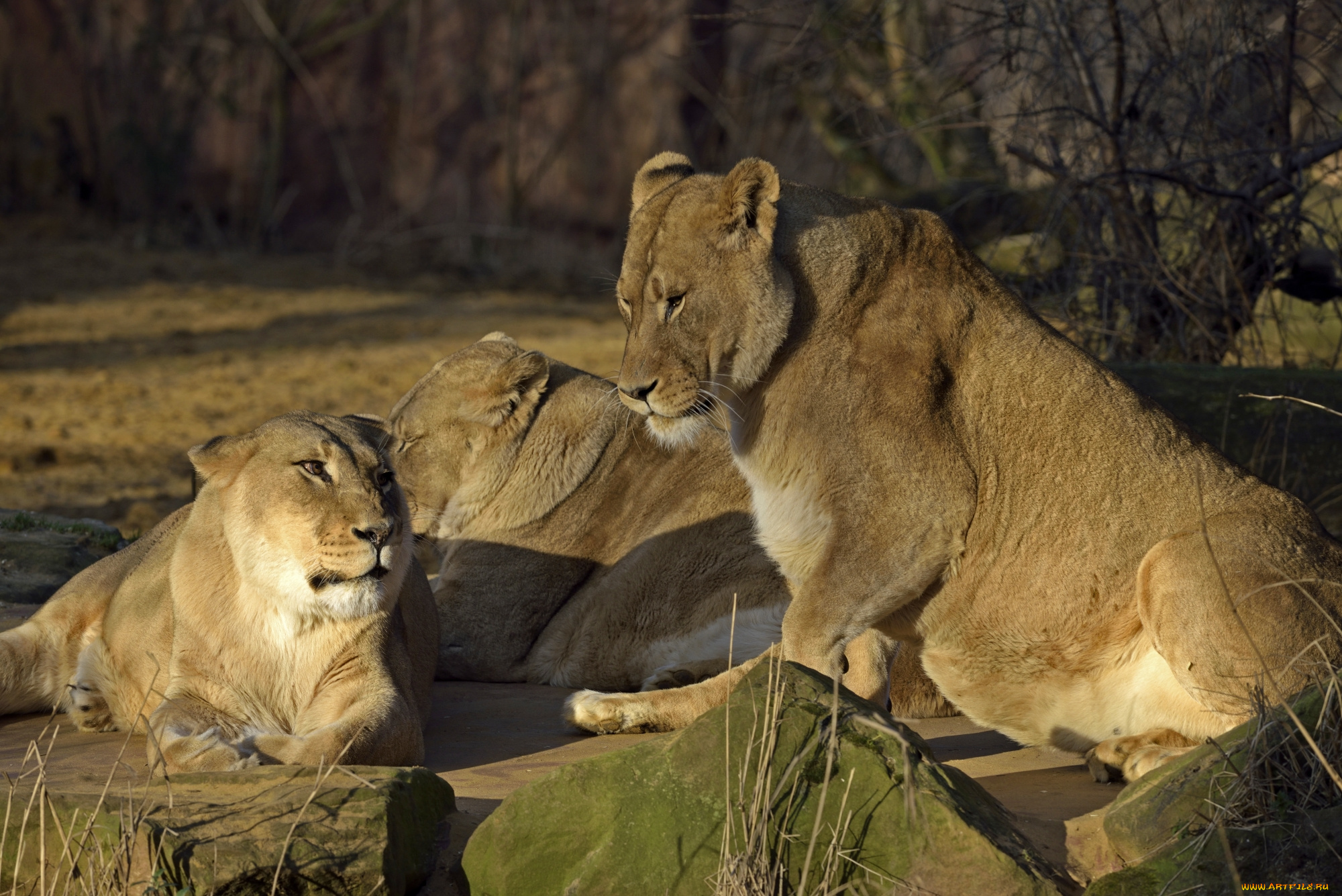 животные, львы