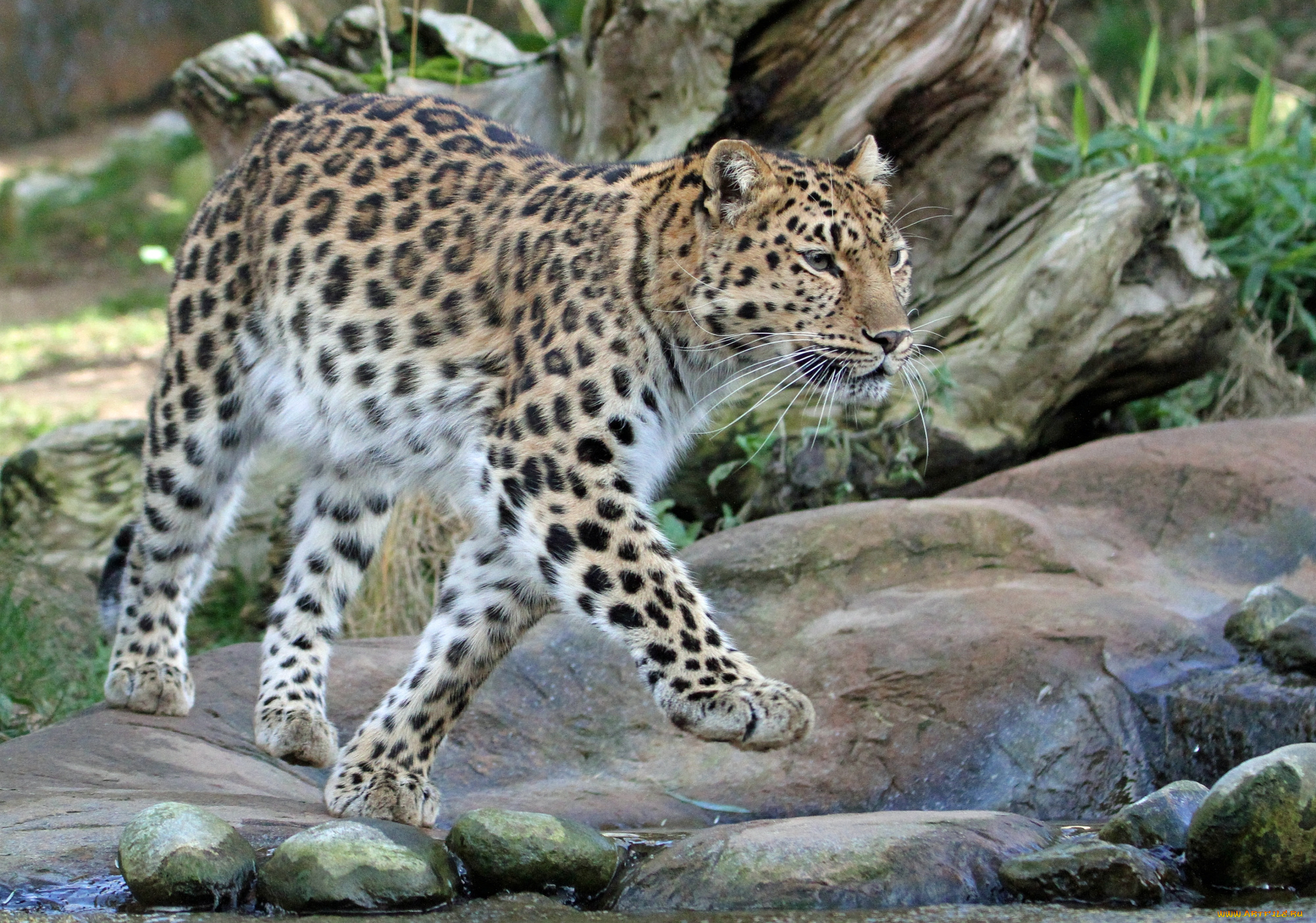 животные, леопарды, леопард