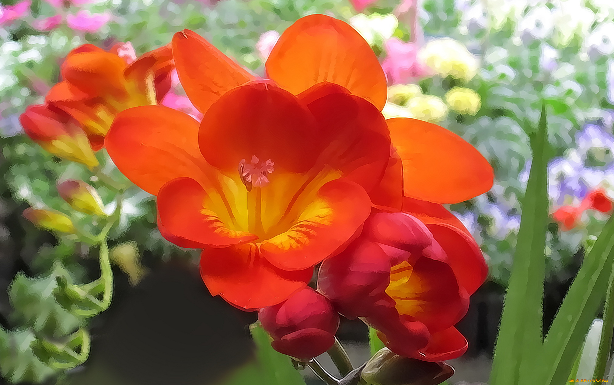 разное, компьютерный, дизайн, цветы