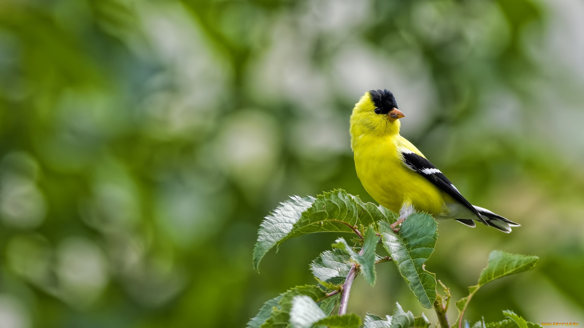 животные, щеглы, , чижи, щегол