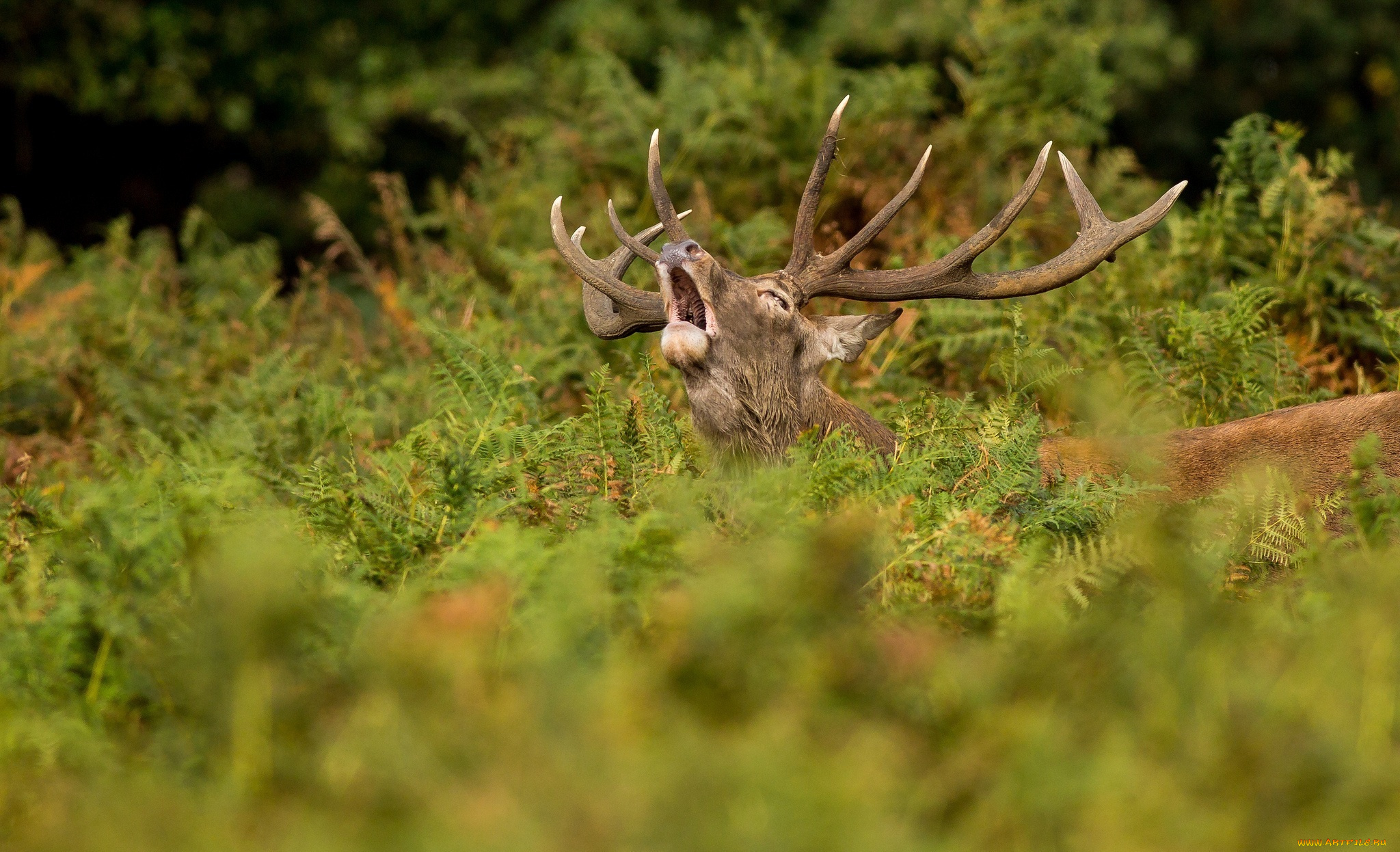 животные, олени, зов, рога, заросли, олень