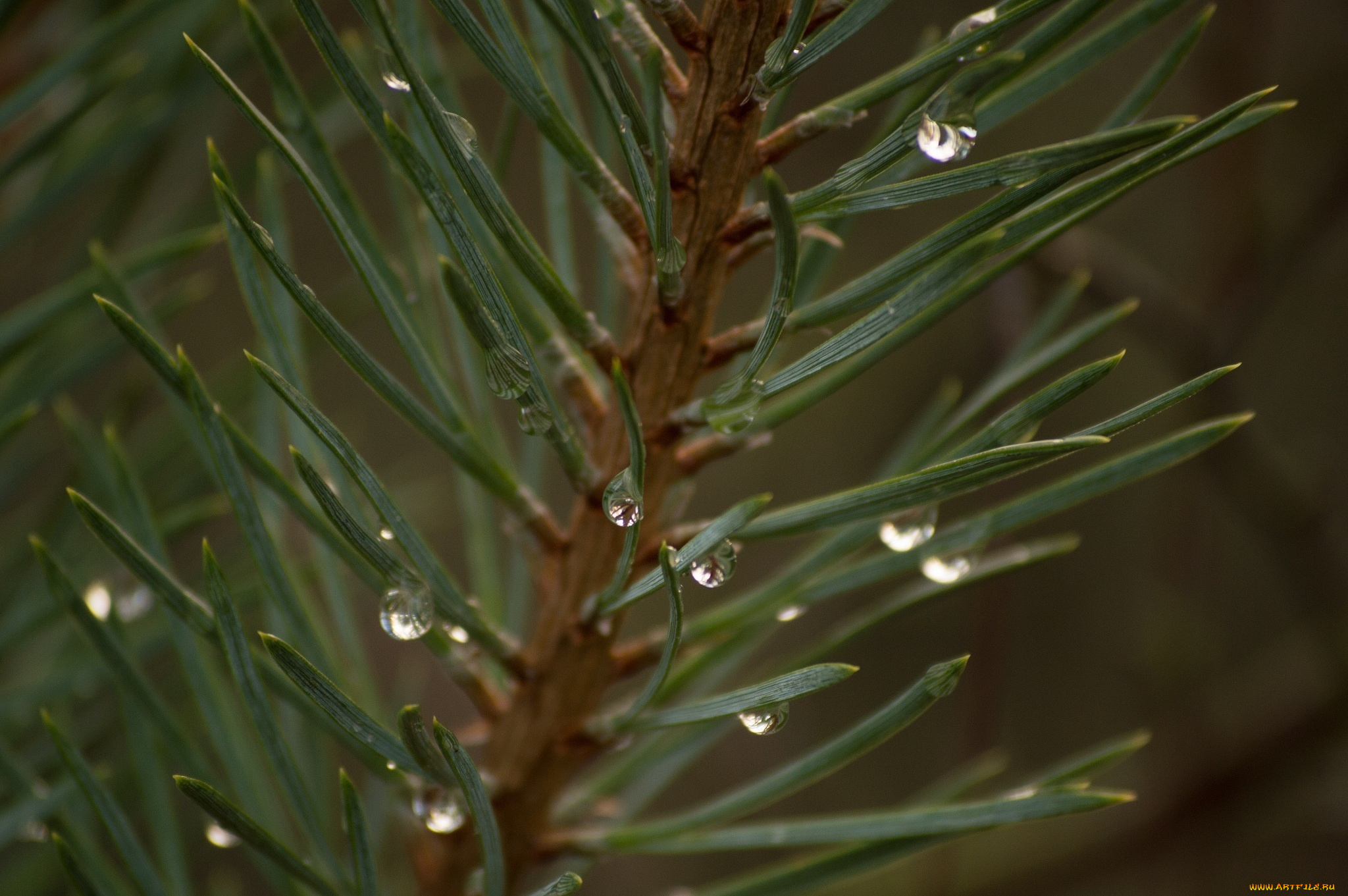 природа, макро, веточка, хвоя, иголки, капли