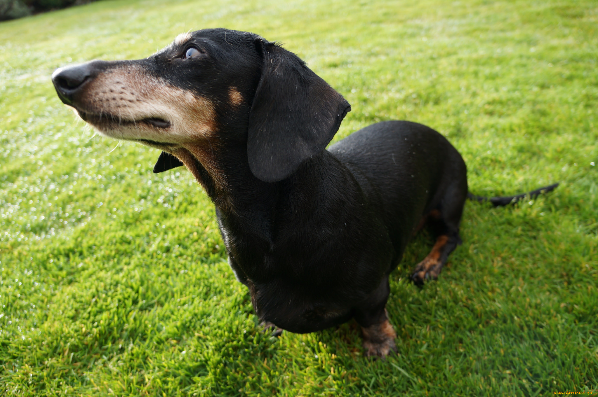 животные, собаки, трава, собака