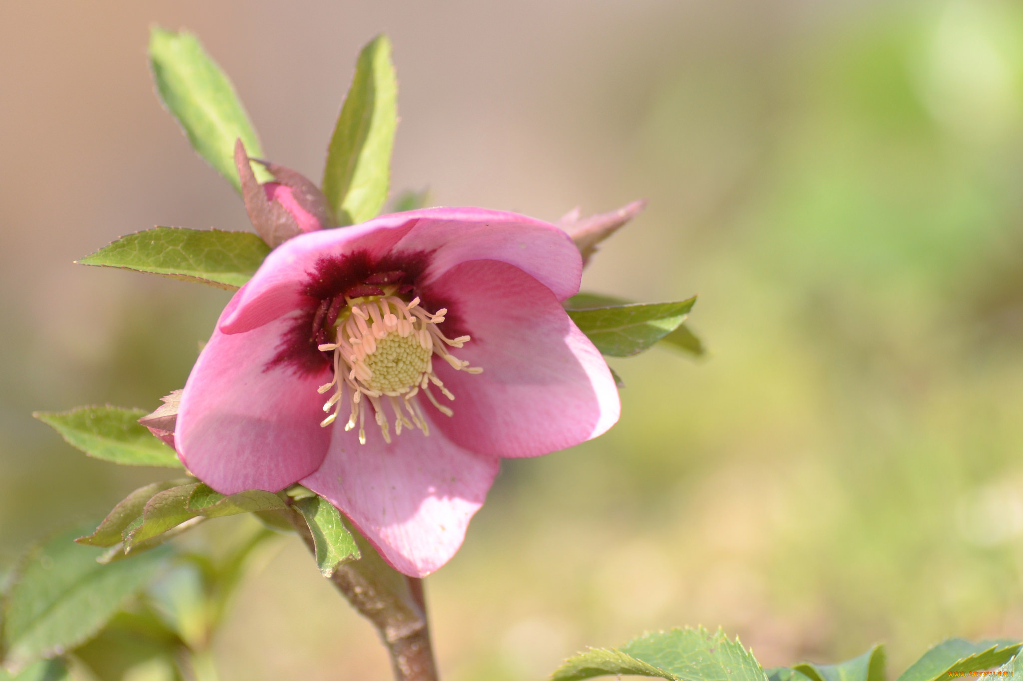 цветы, геллеборус, , морозник