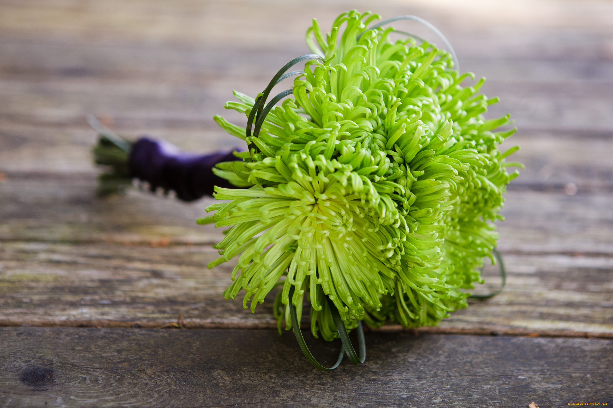 цветы, хризантемы, букет