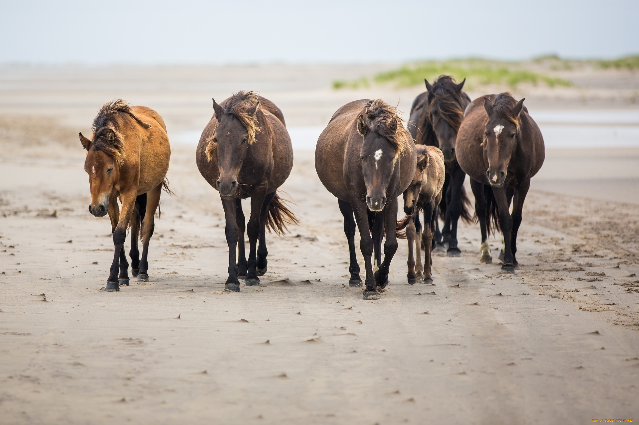 животные, лошади, табун, прогулка, кони