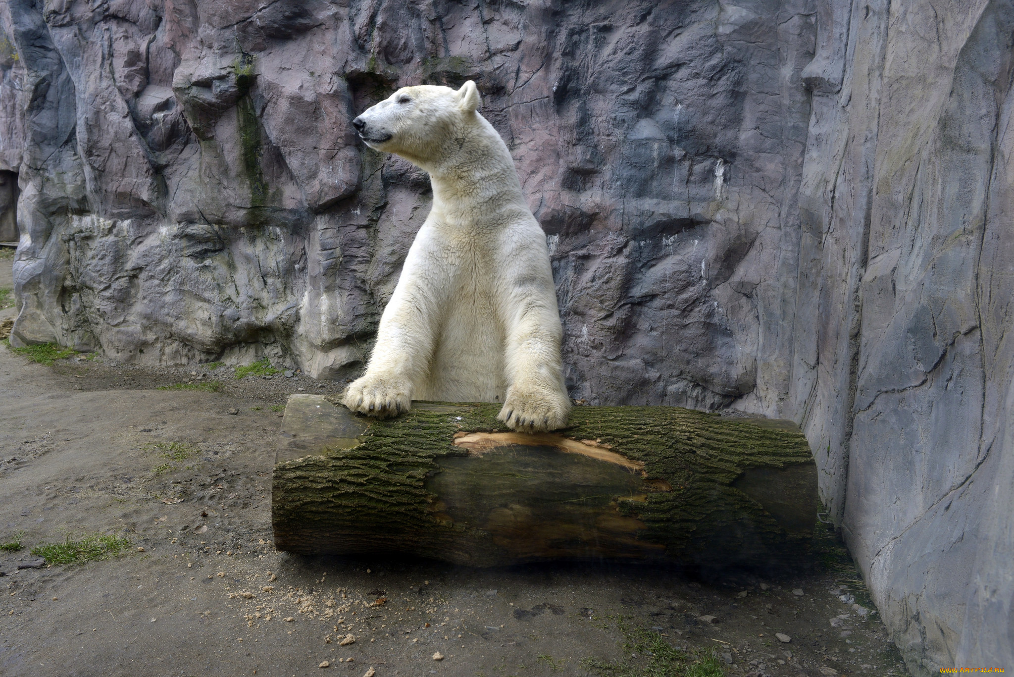 животные, медведи, медведь