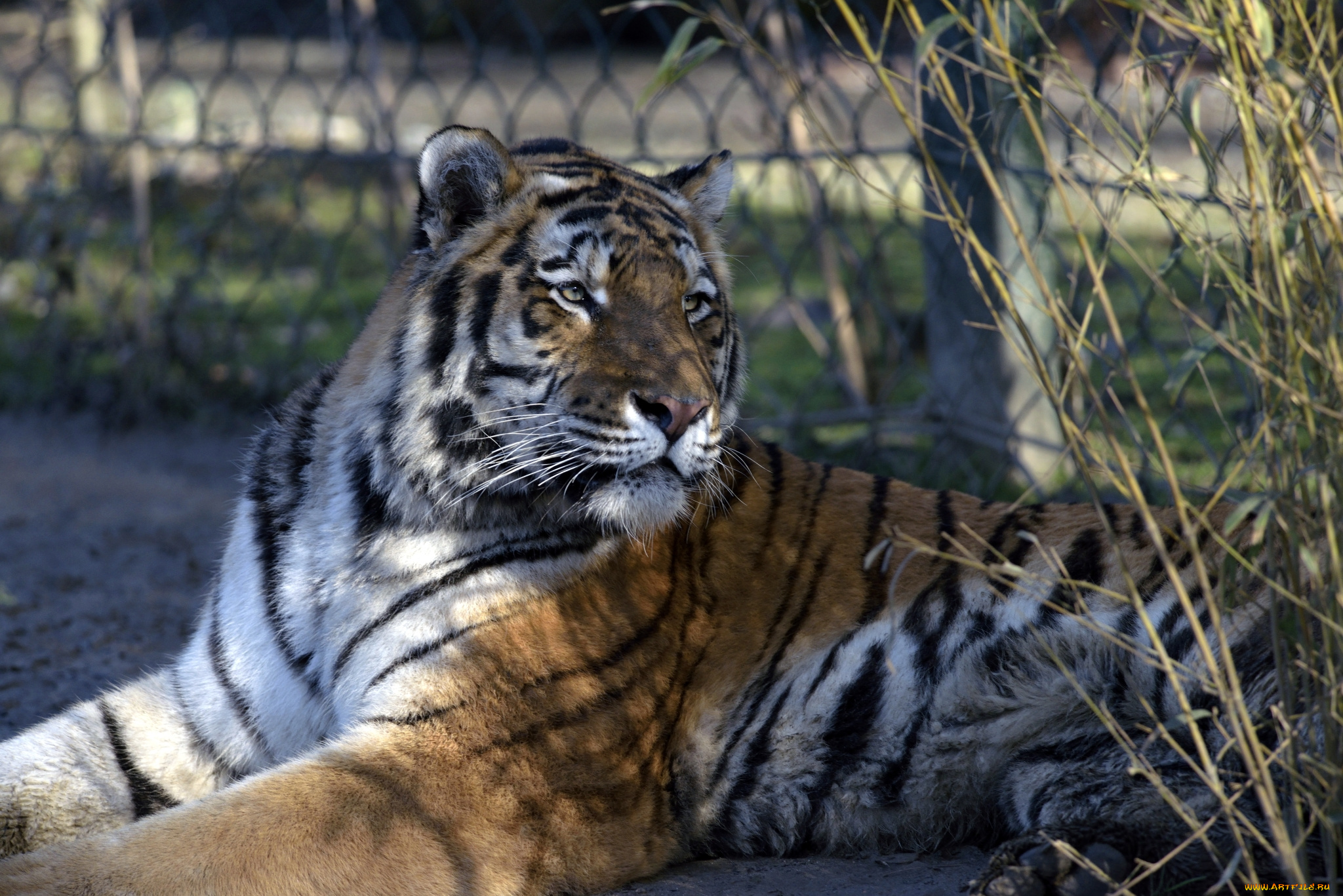 животные, тигры, тигр