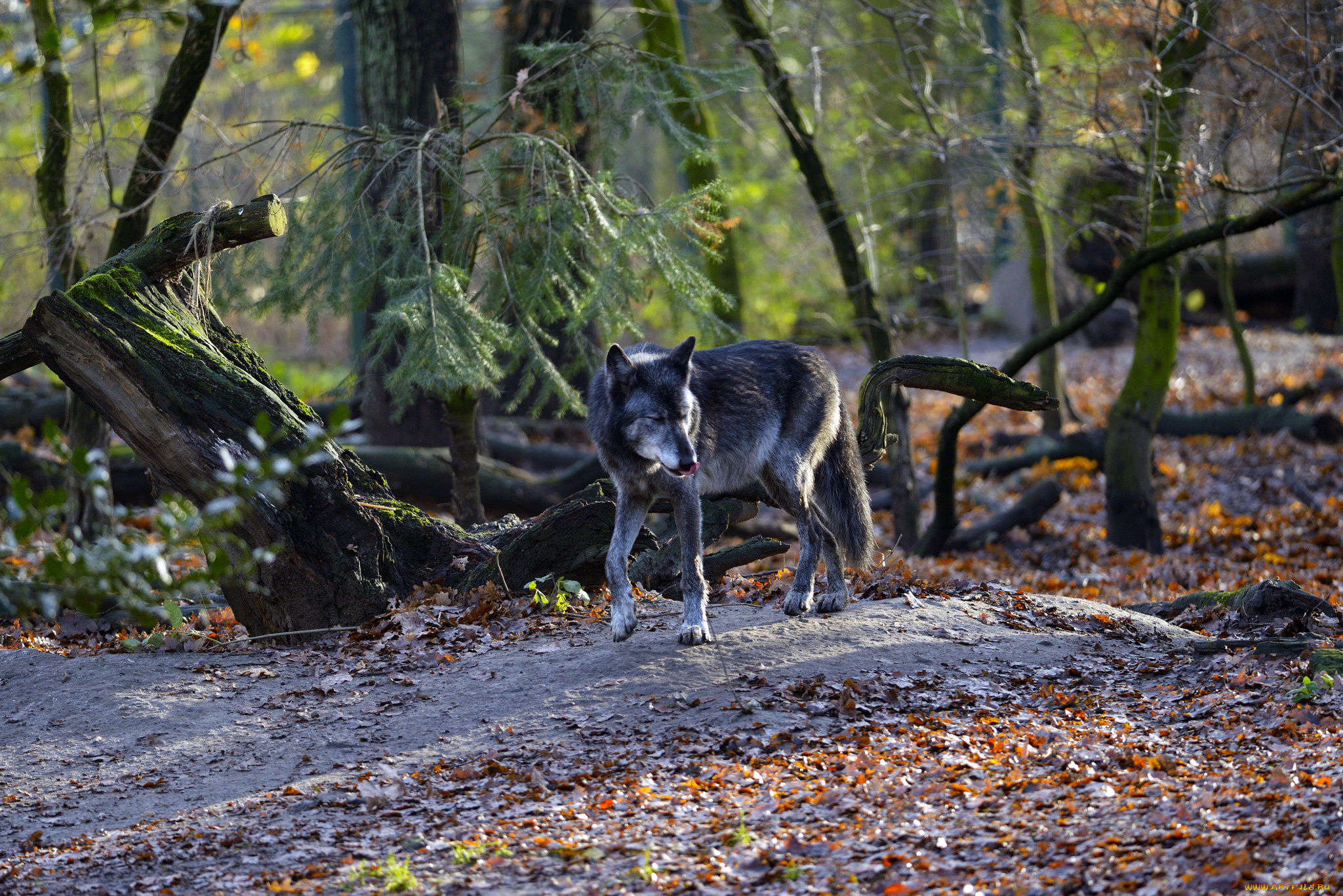 животные, волки, лес, волк