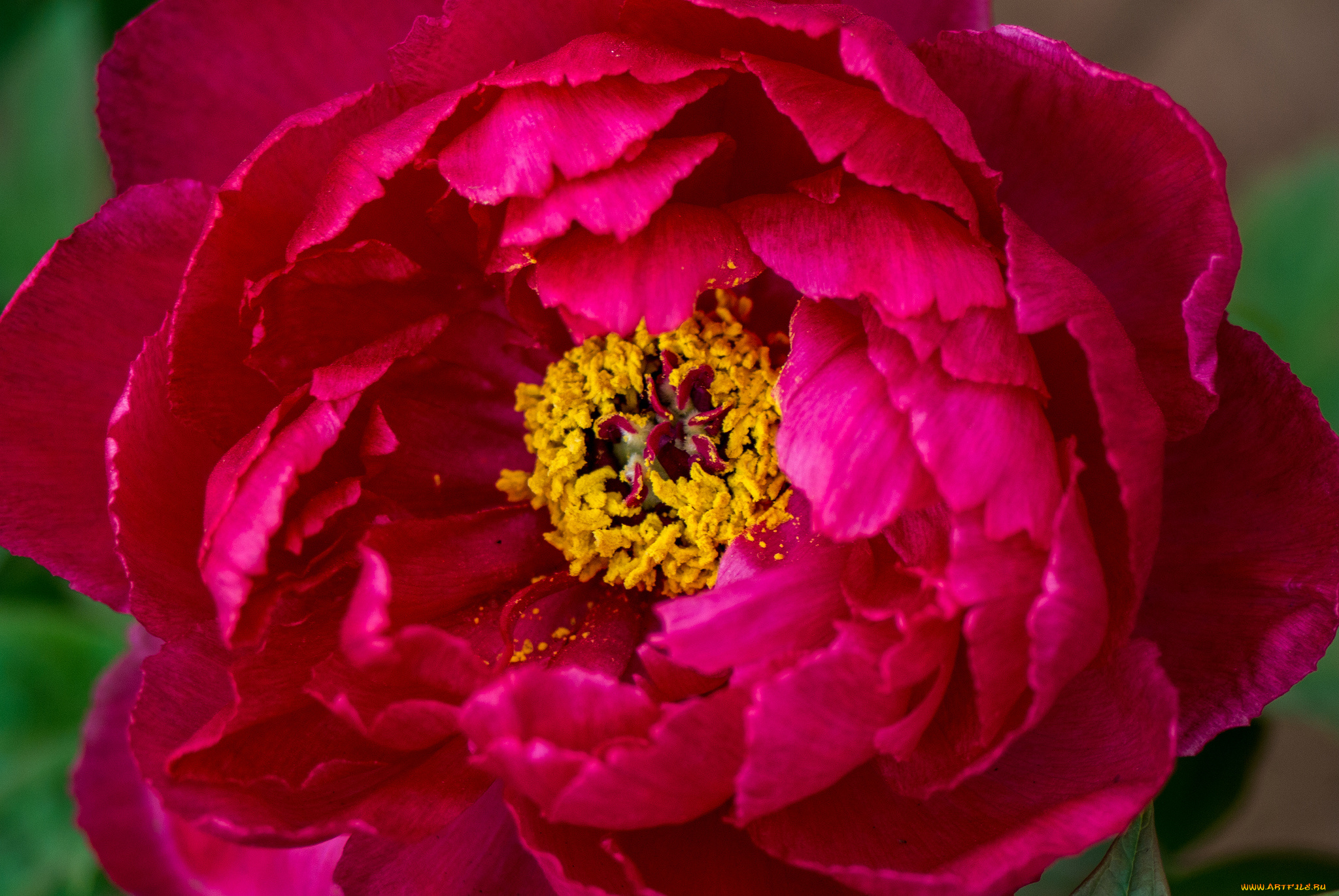 цветы, пионы, пион