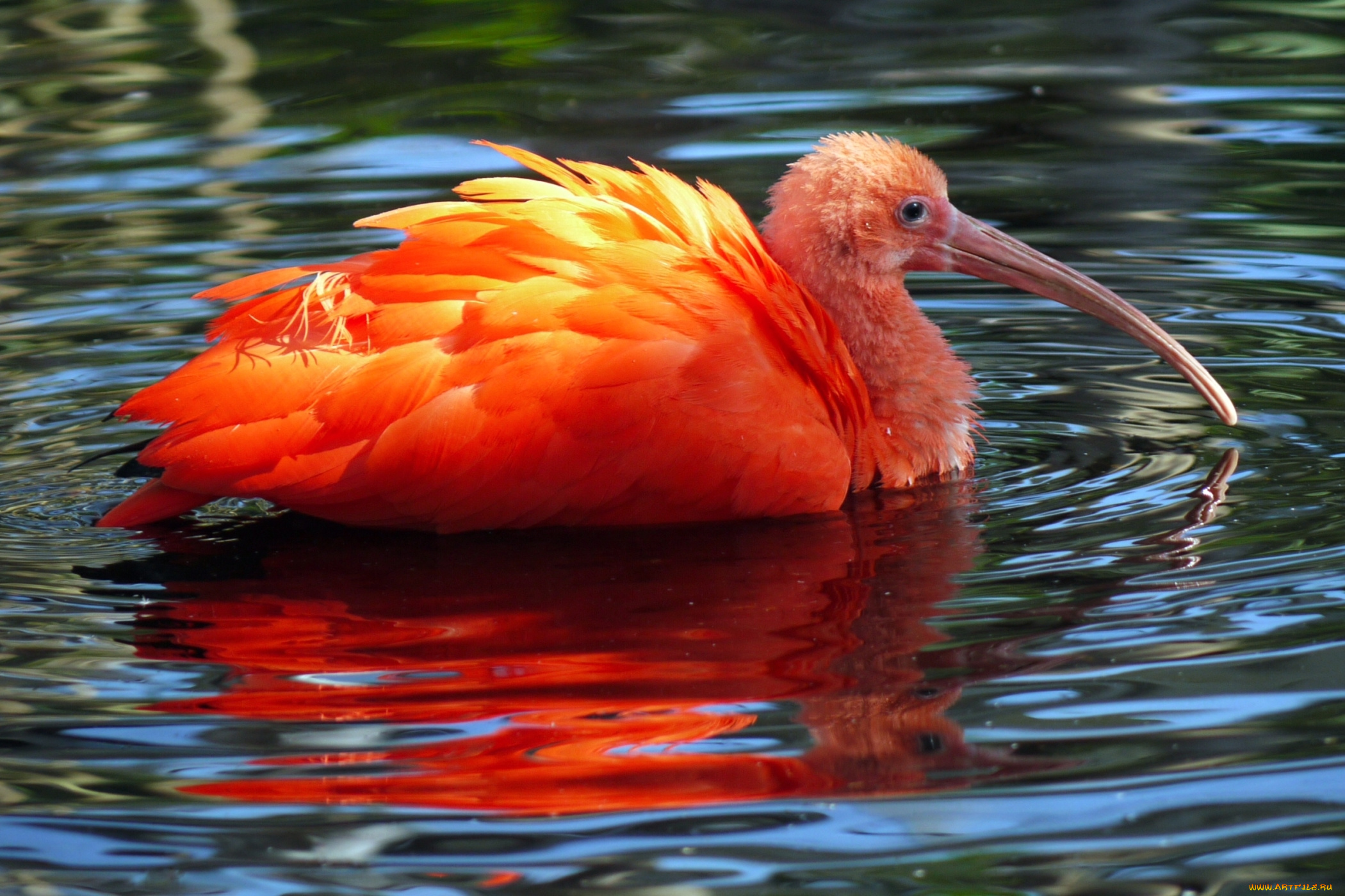 животные, ибисы, , колпицы, птица, цапля