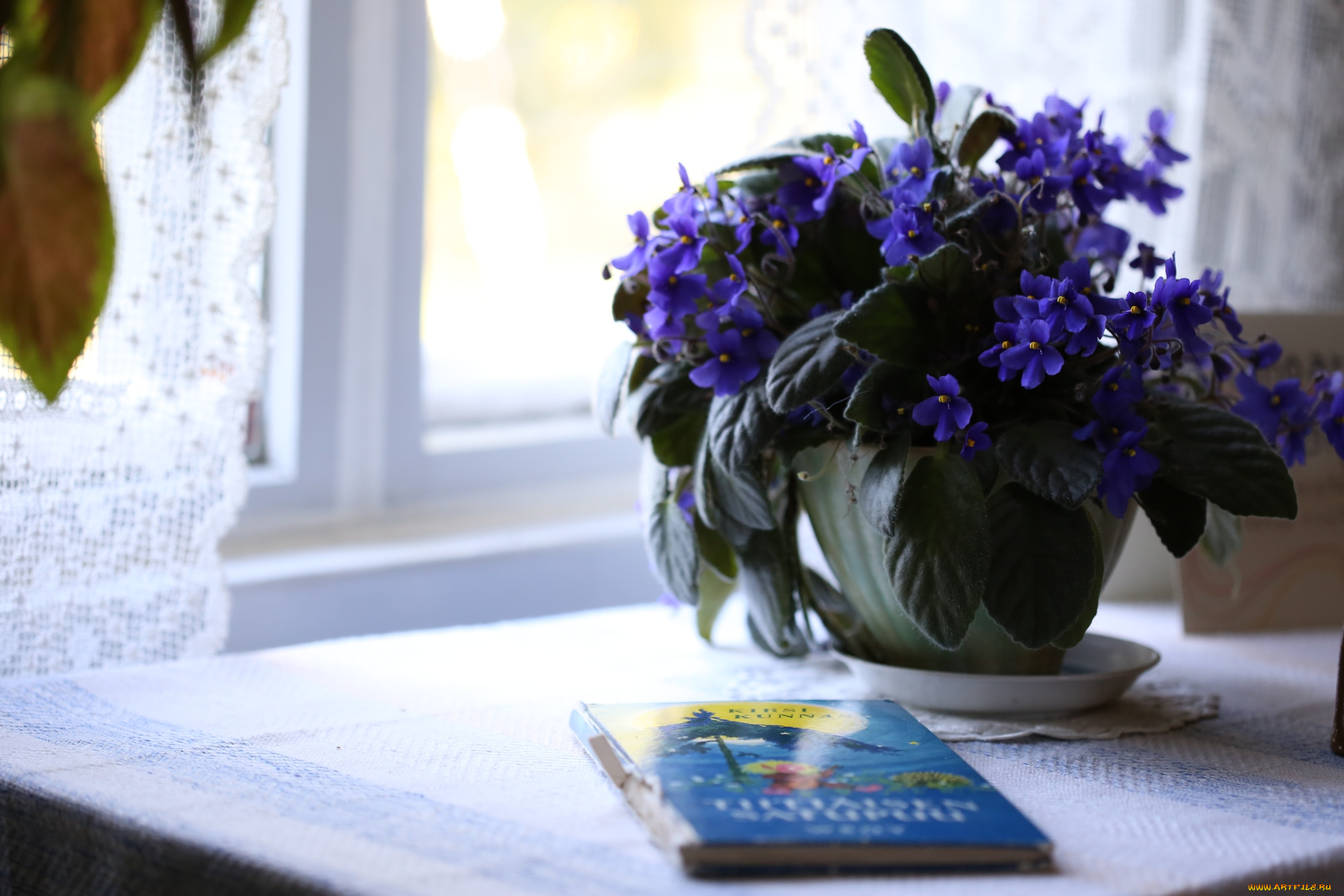 цветы, фиалки, фиалка