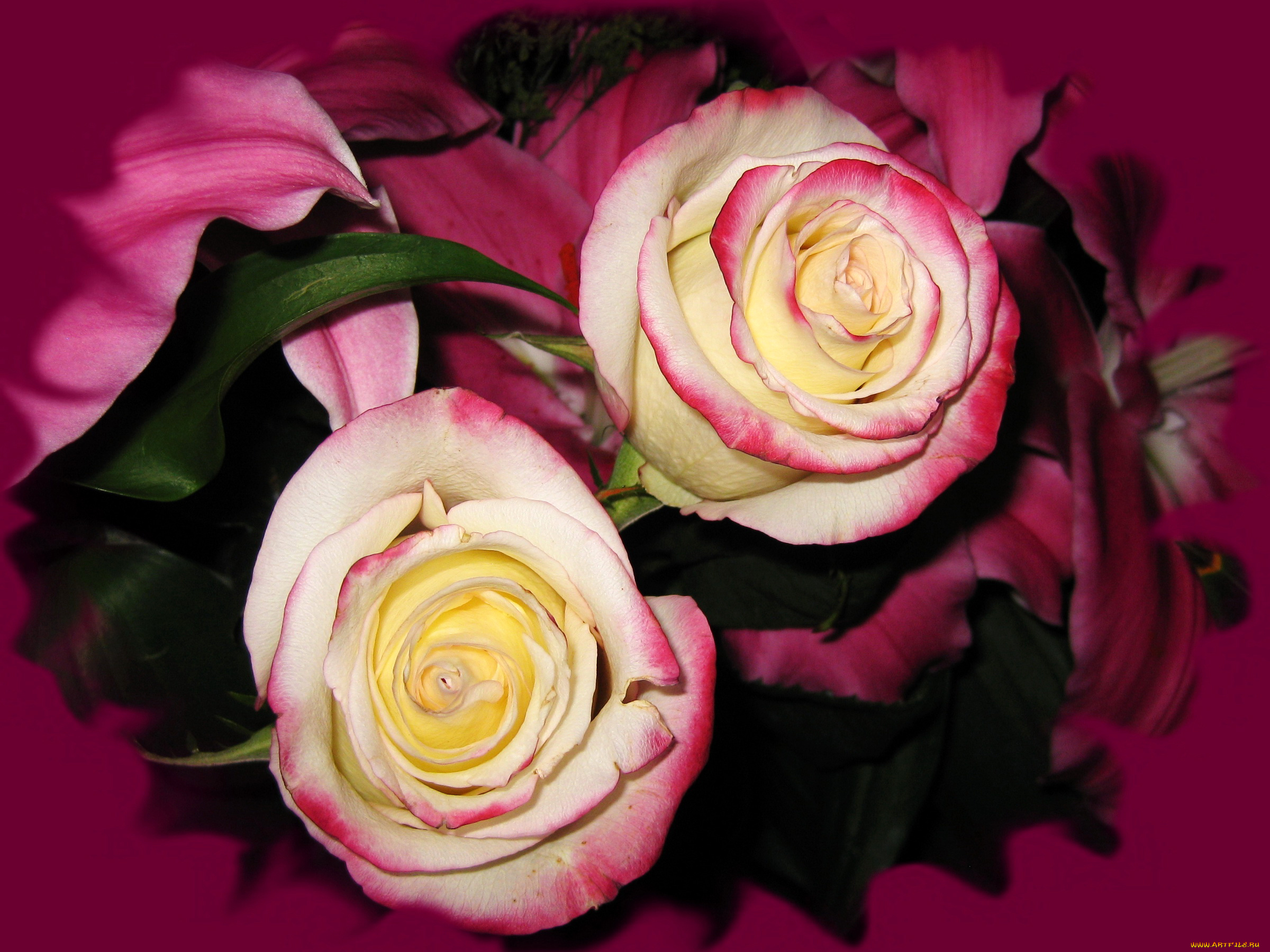 цветы, розы, букет