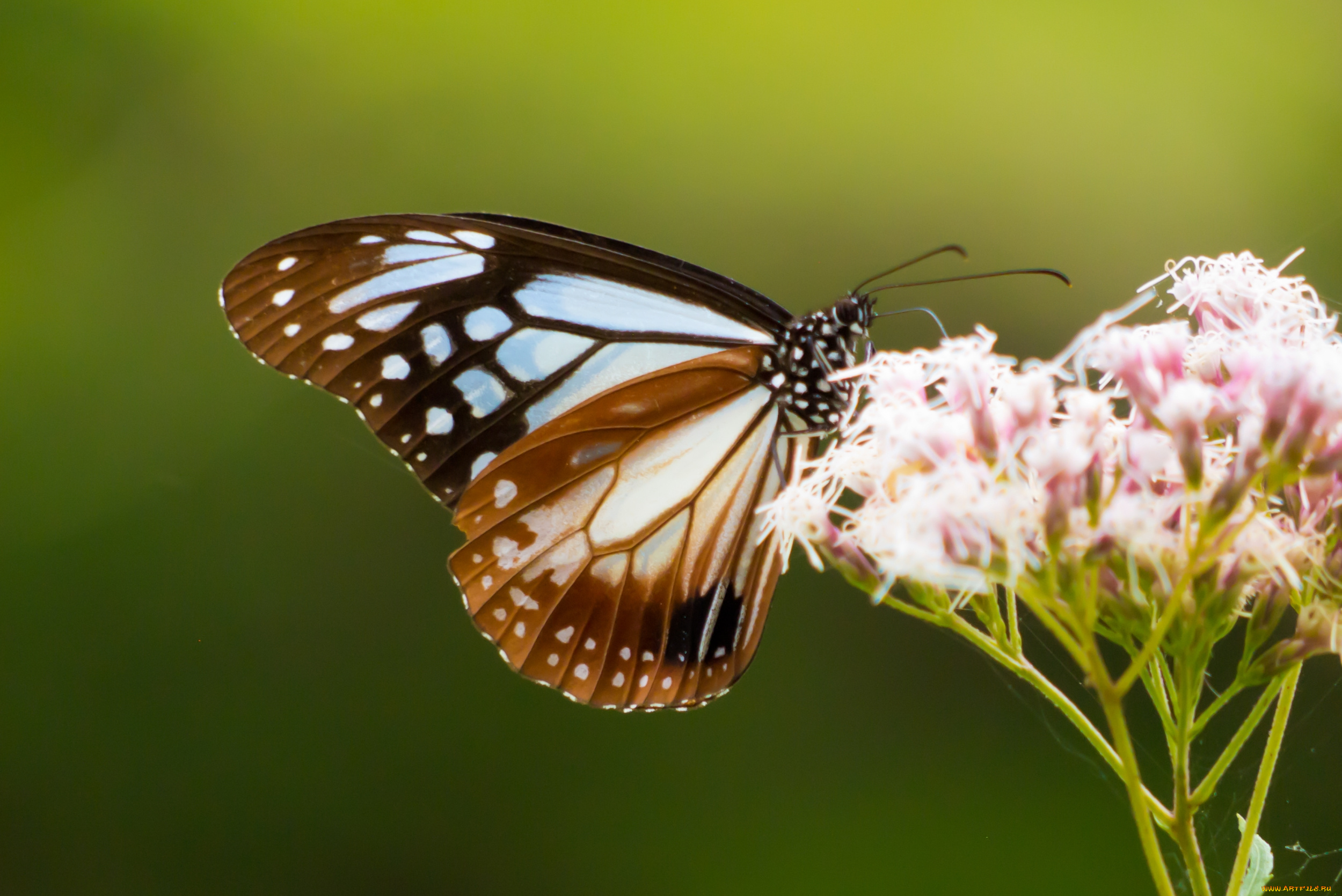 животные, бабочки, бабочка, цветок