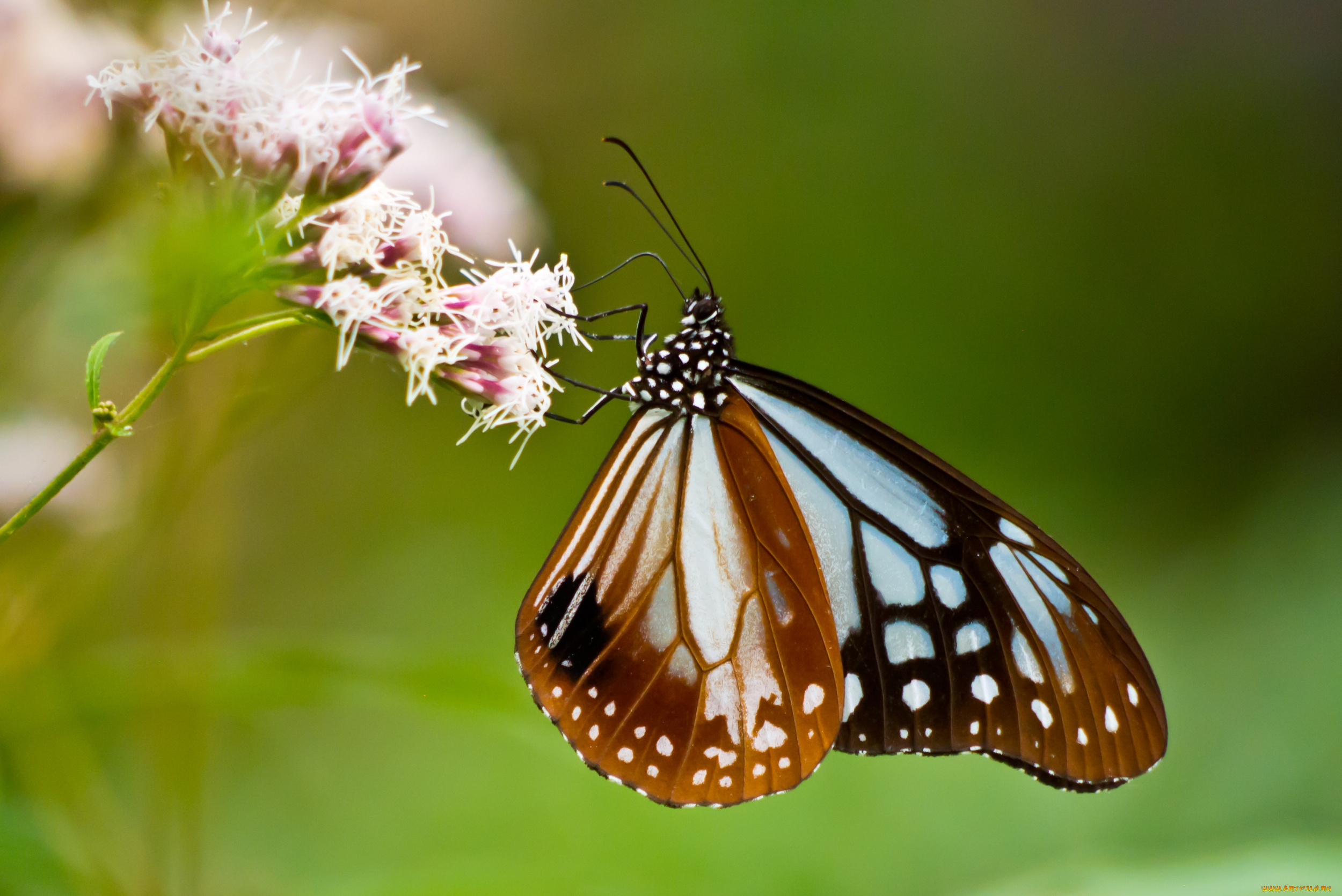 животные, бабочки, цветок, бабочка