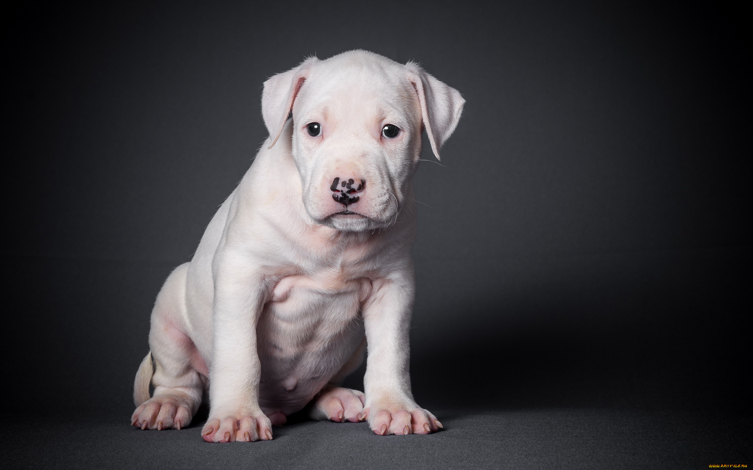 животные, собаки, щенок, собака