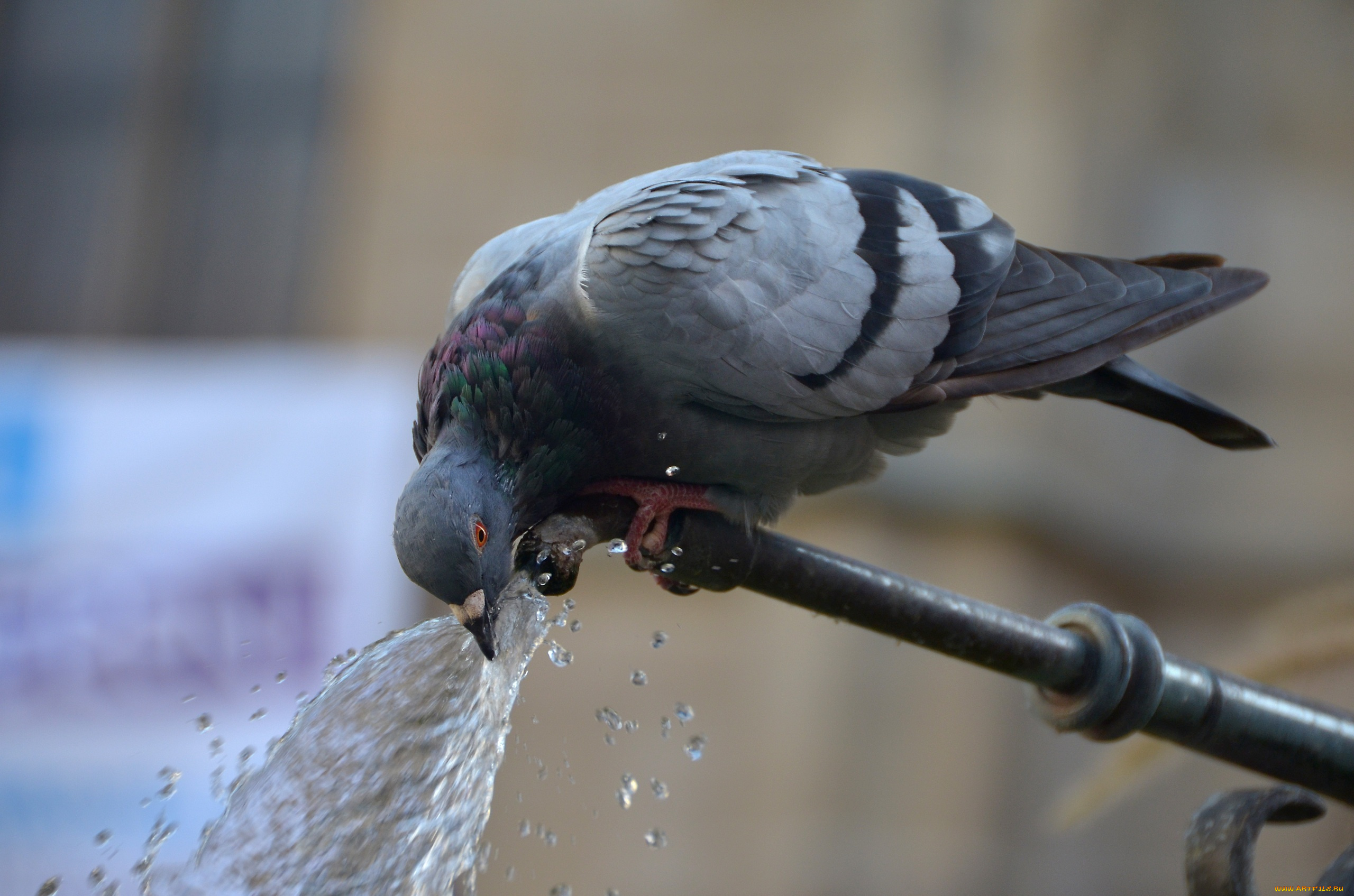 животные, голуби, голубь, кран, вода, брызги