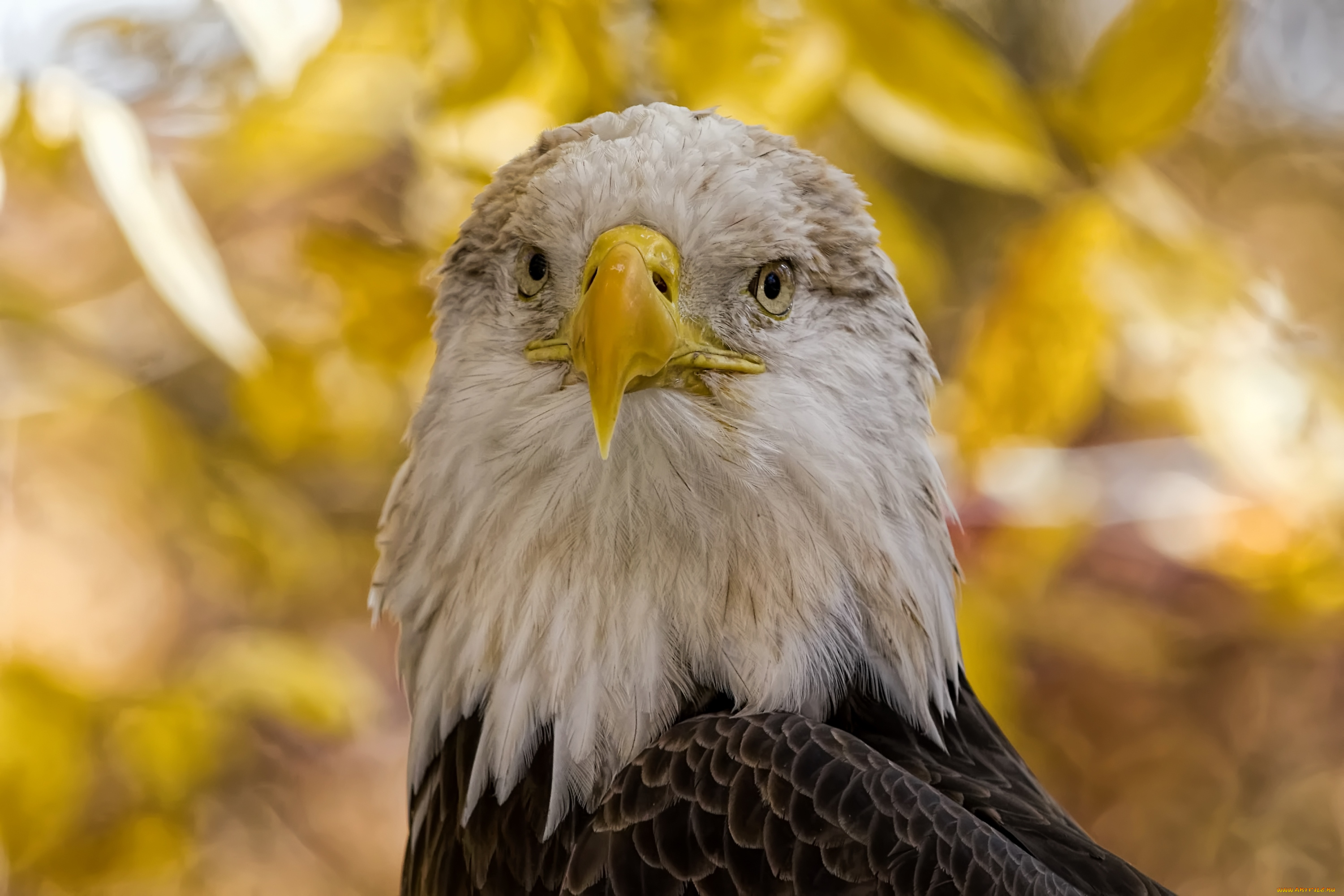 животные, птицы, -, хищники, орлан