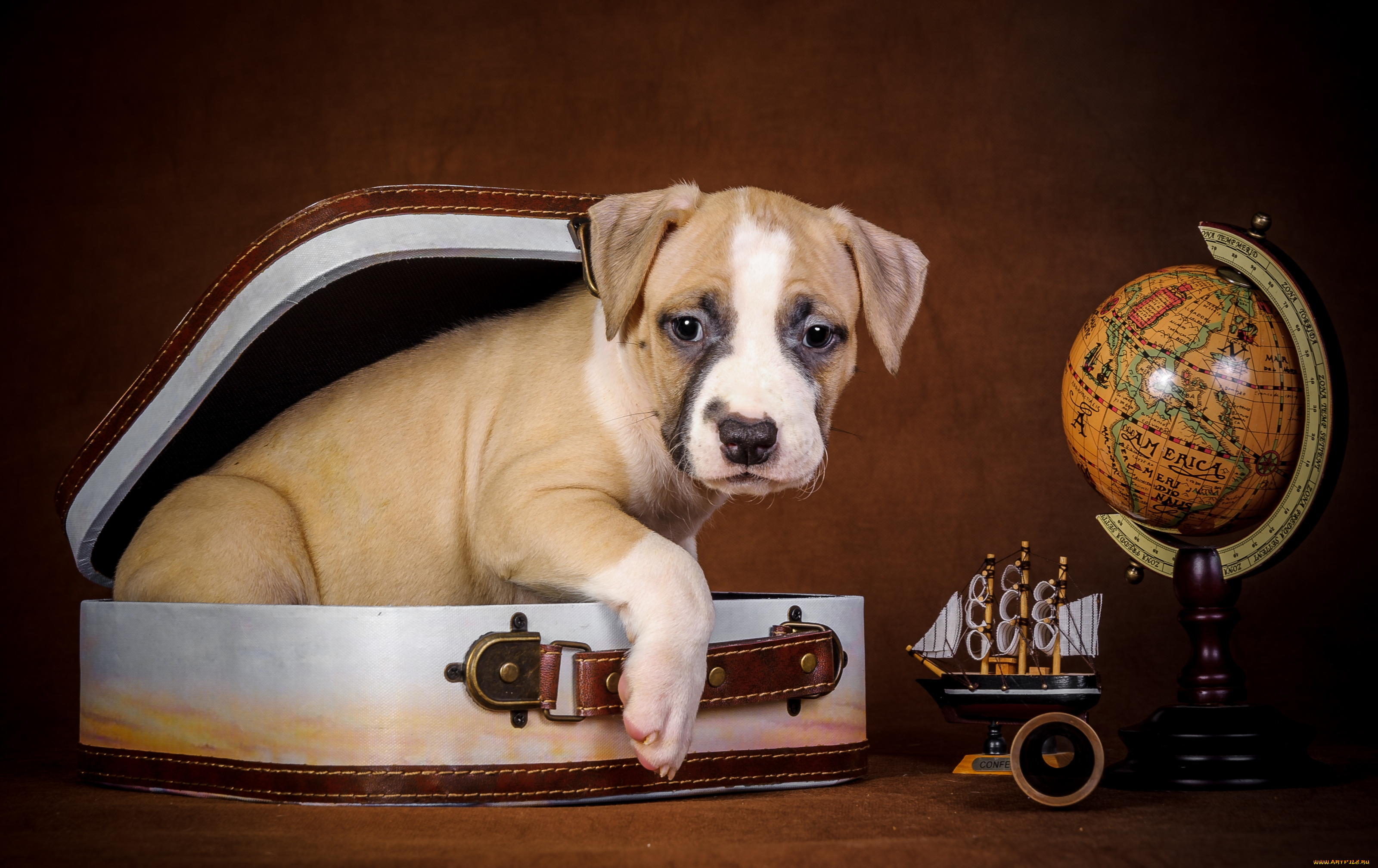 животные, собаки, щенок, глобус, чемодан