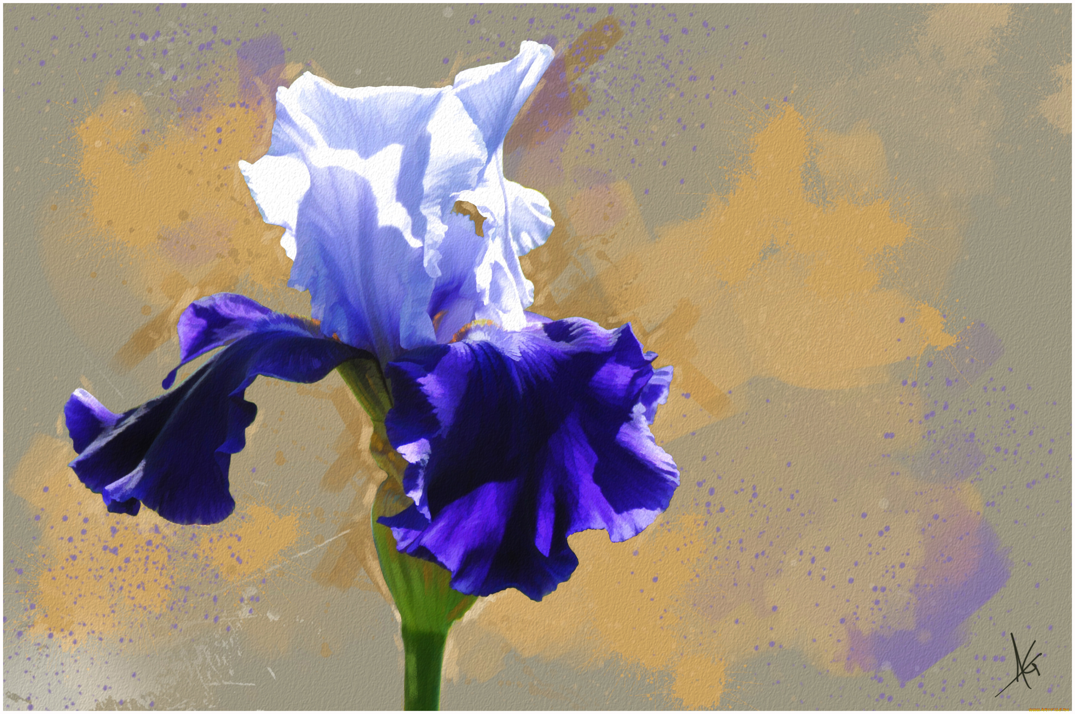 рисованные, цветы, ирис