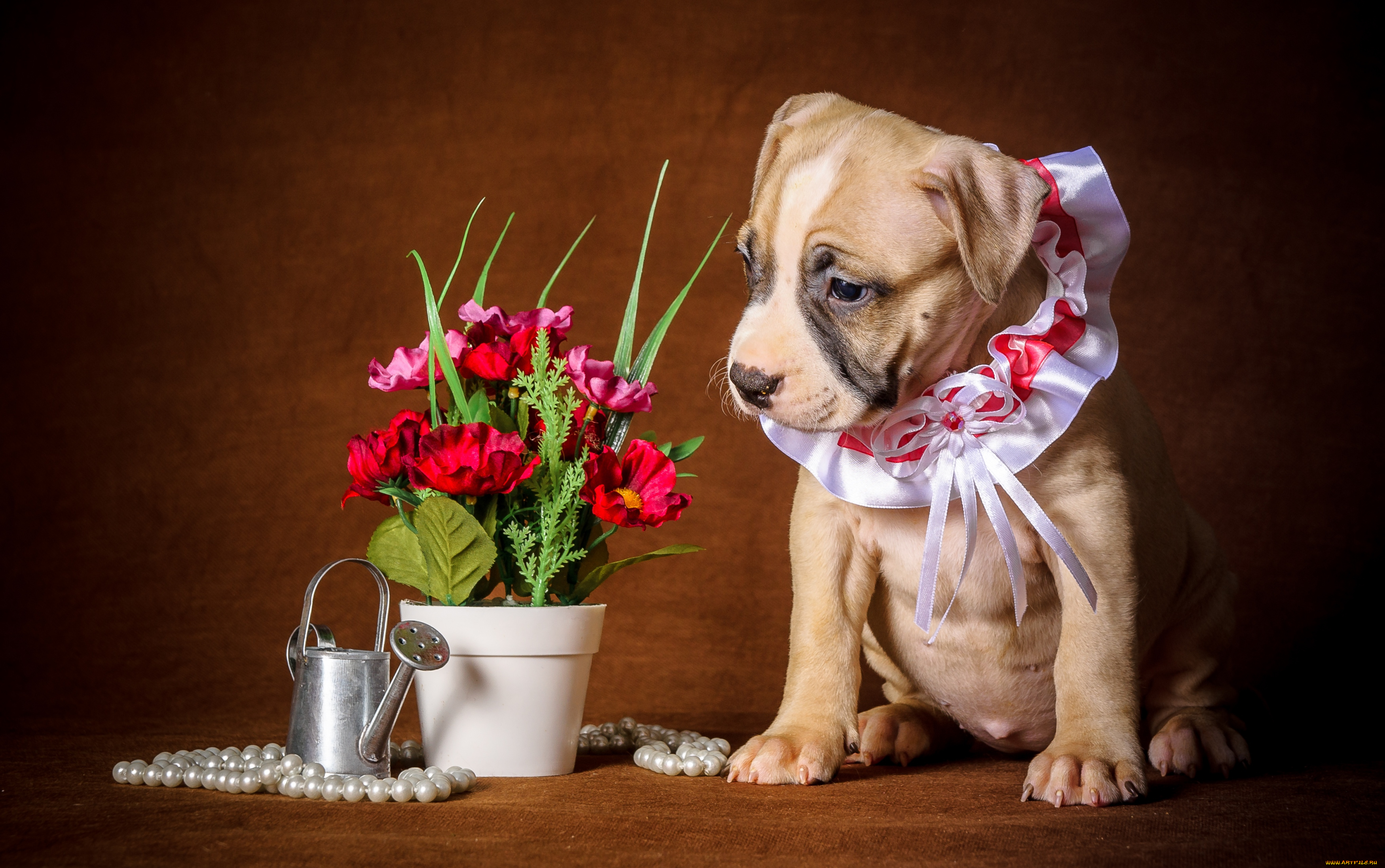 животные, собаки, букет, жабо