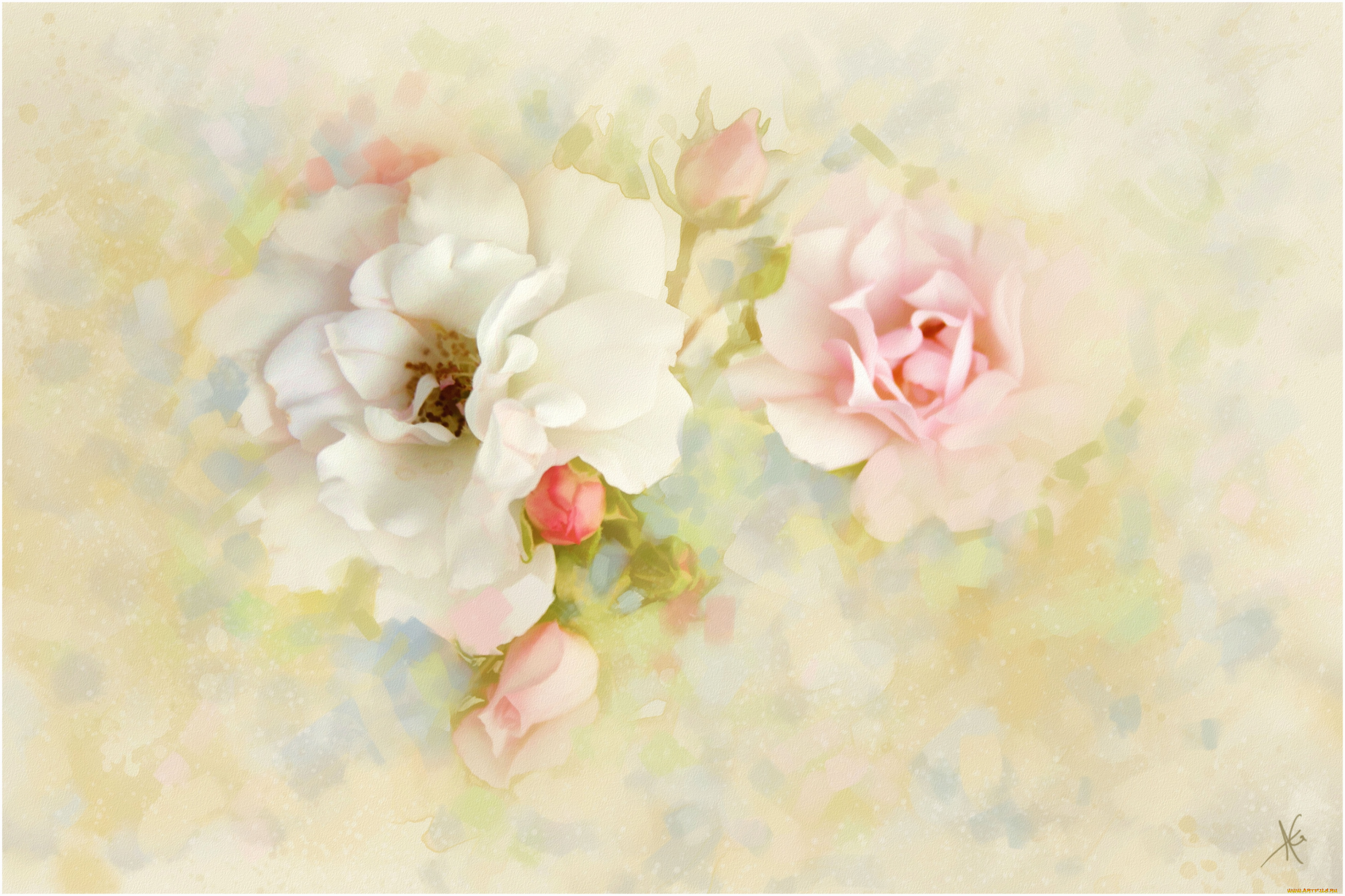 рисованные, цветы, розы