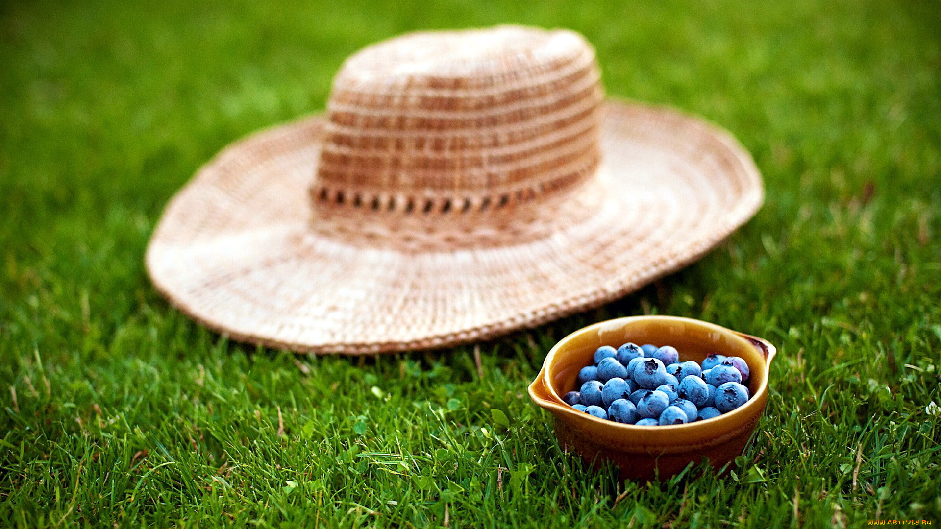 еда, голубика, , черника, луг, лето, ягоды, трава, шляпа