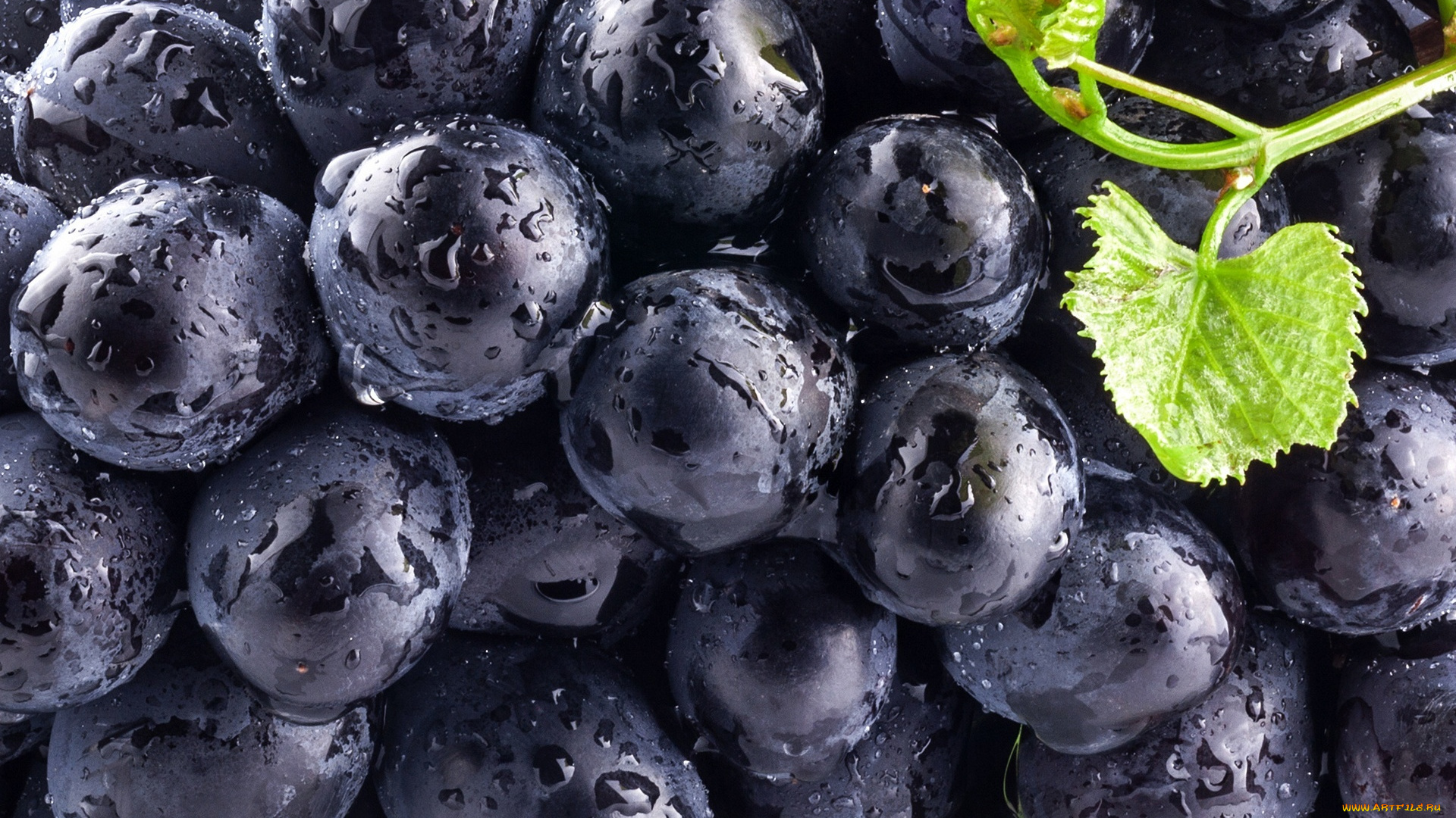 еда, виноград, blue, leaves, чёрный, синий, ягоды, листья, grapes, berry, black