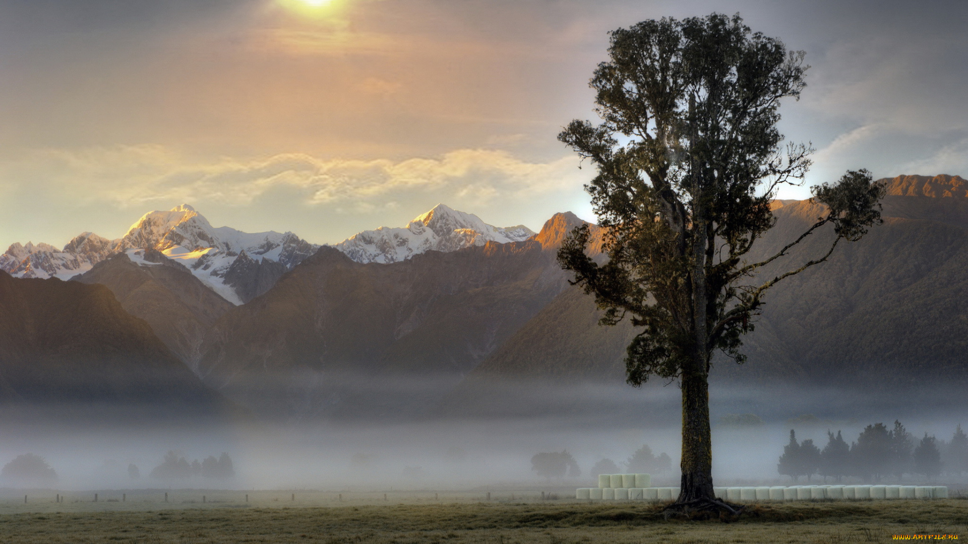 природа, деревья, утро, рассвет, дерево, туман