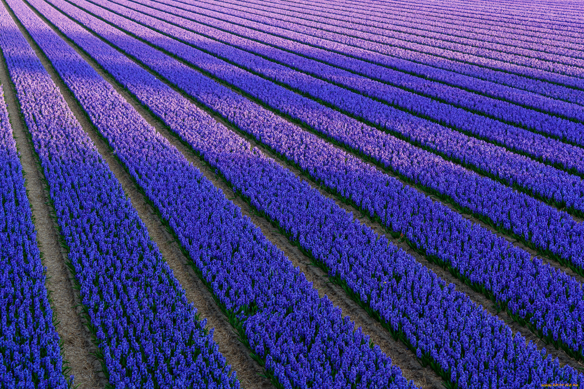 природа, поля, гиацинты