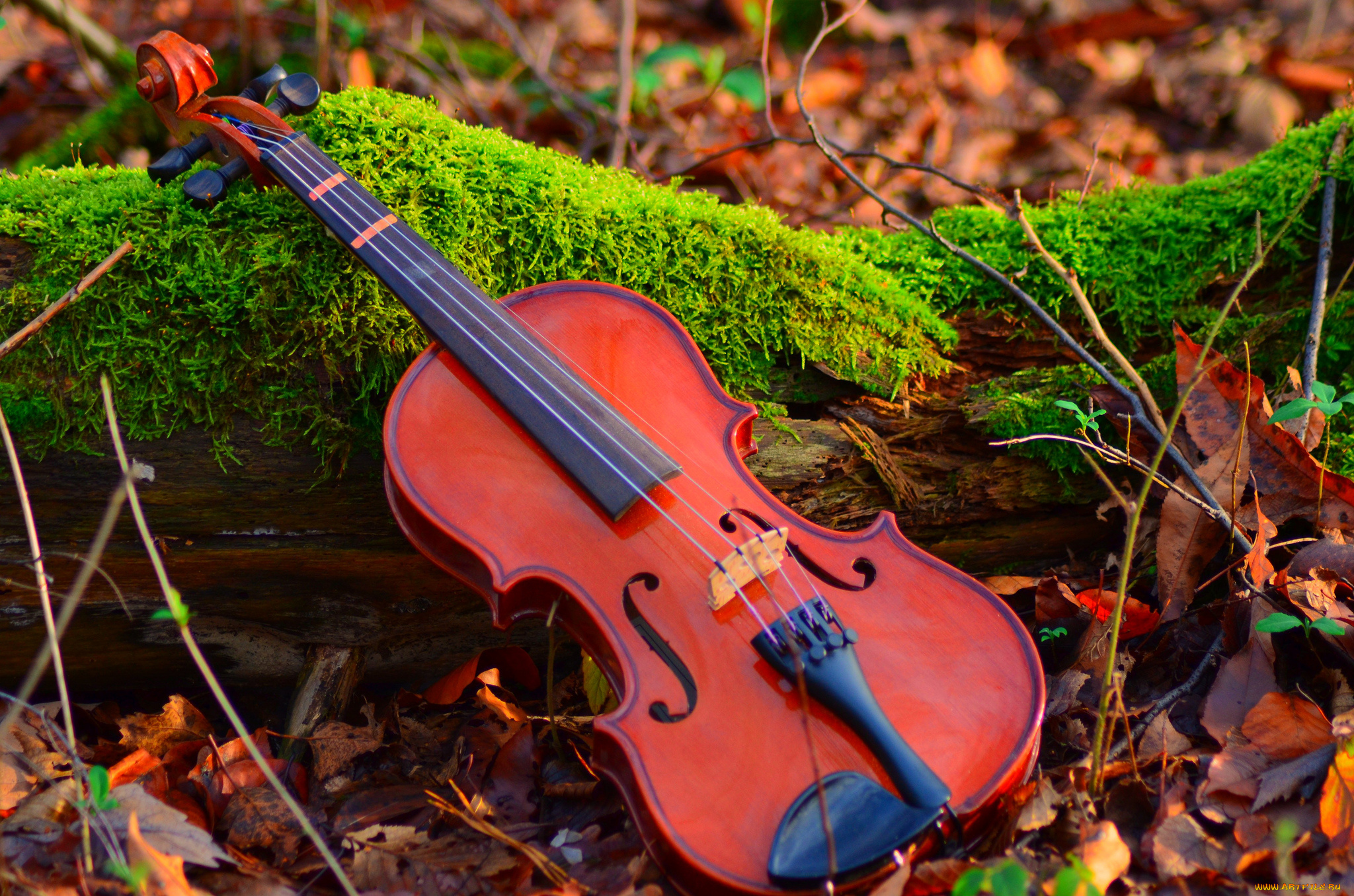 музыка, -музыкальные, инструменты, скрипка