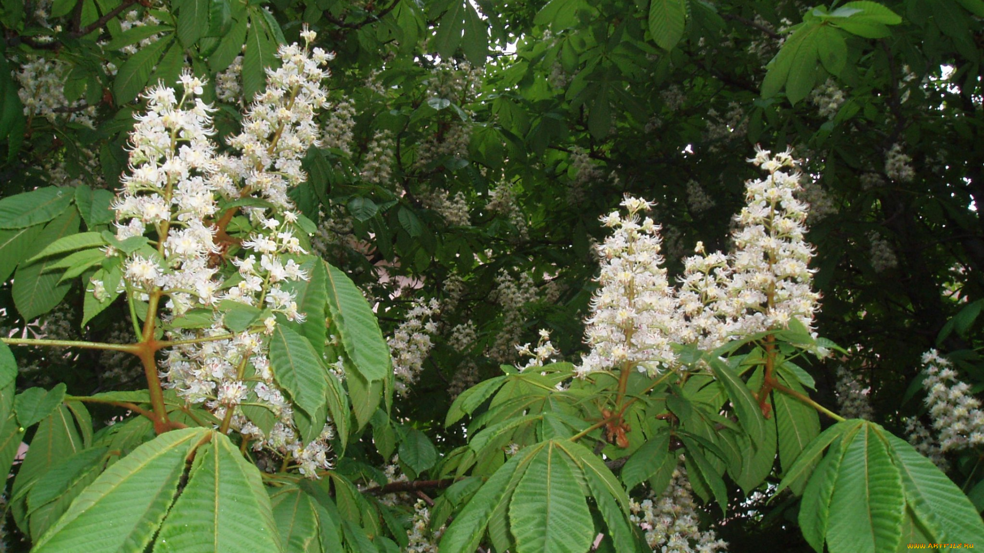 цветы, цветущие, деревья, , , кустарники, природа