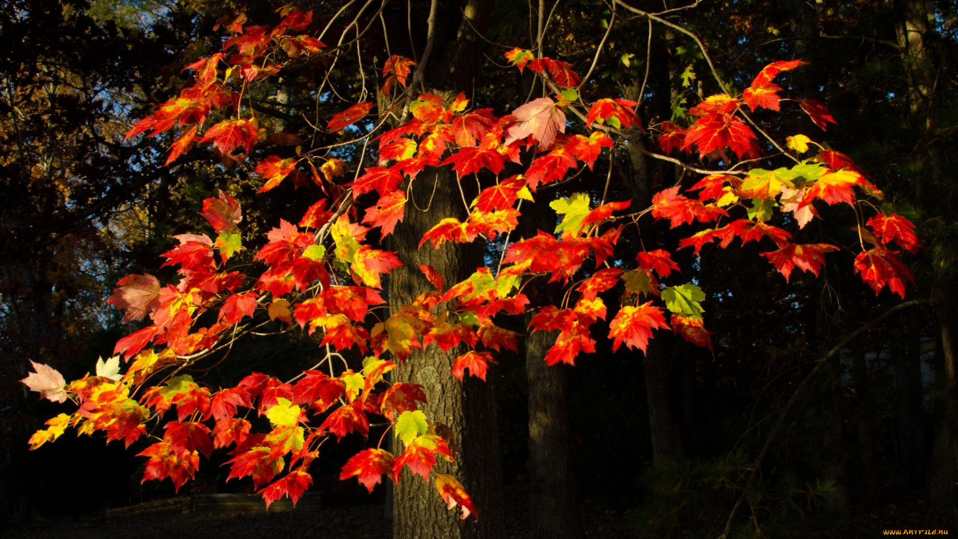 природа, деревья, клен, осень, дерево, листья, красный