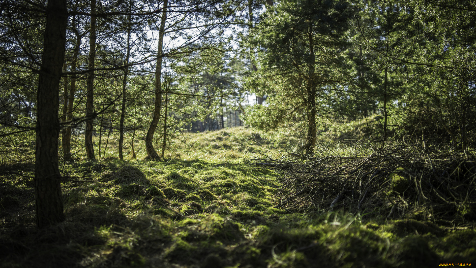природа, лес, простор