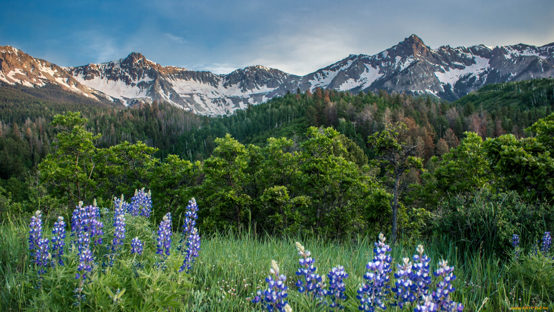 природа, луга, простор