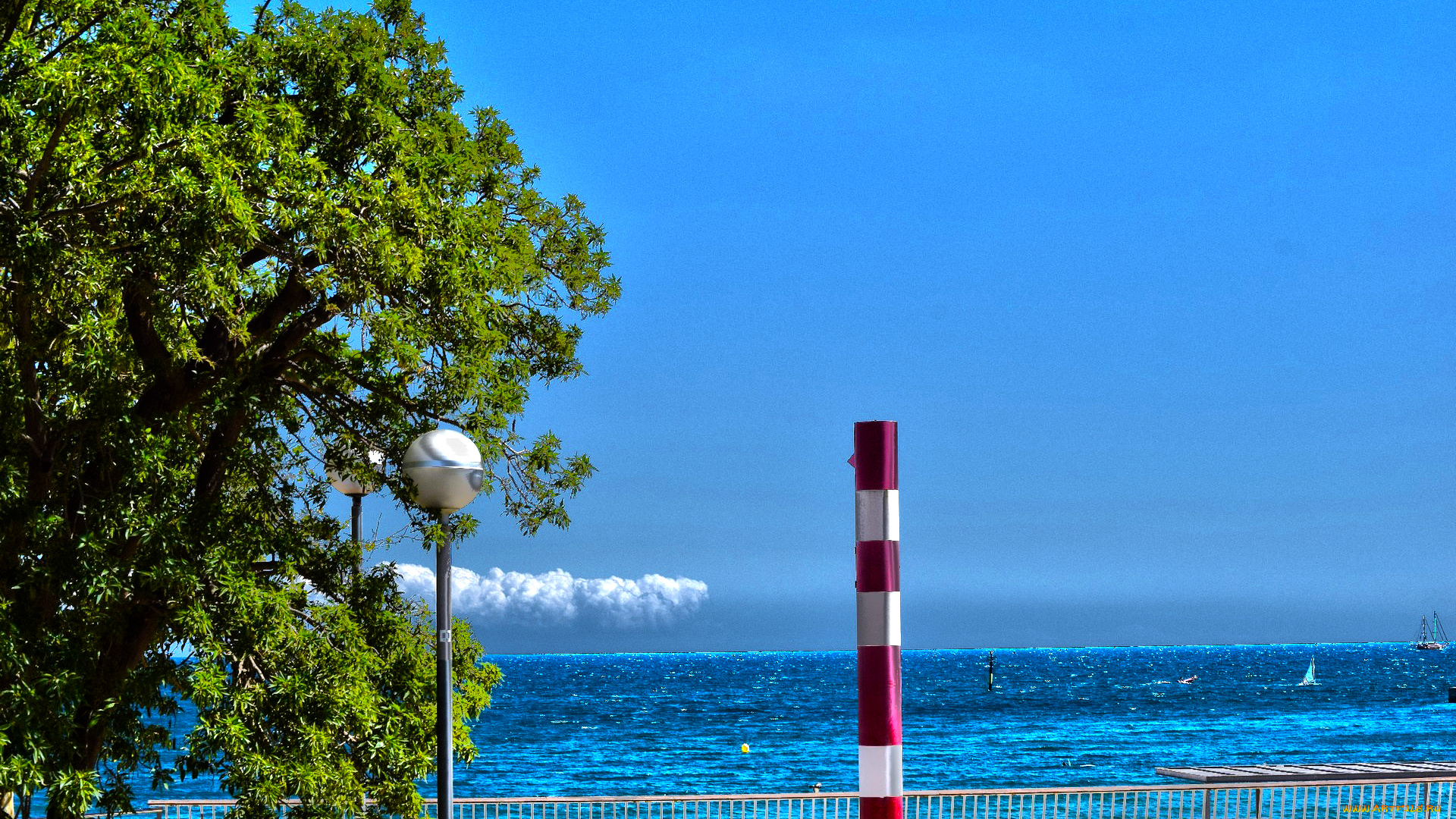 природа, побережье, водоем, дерево