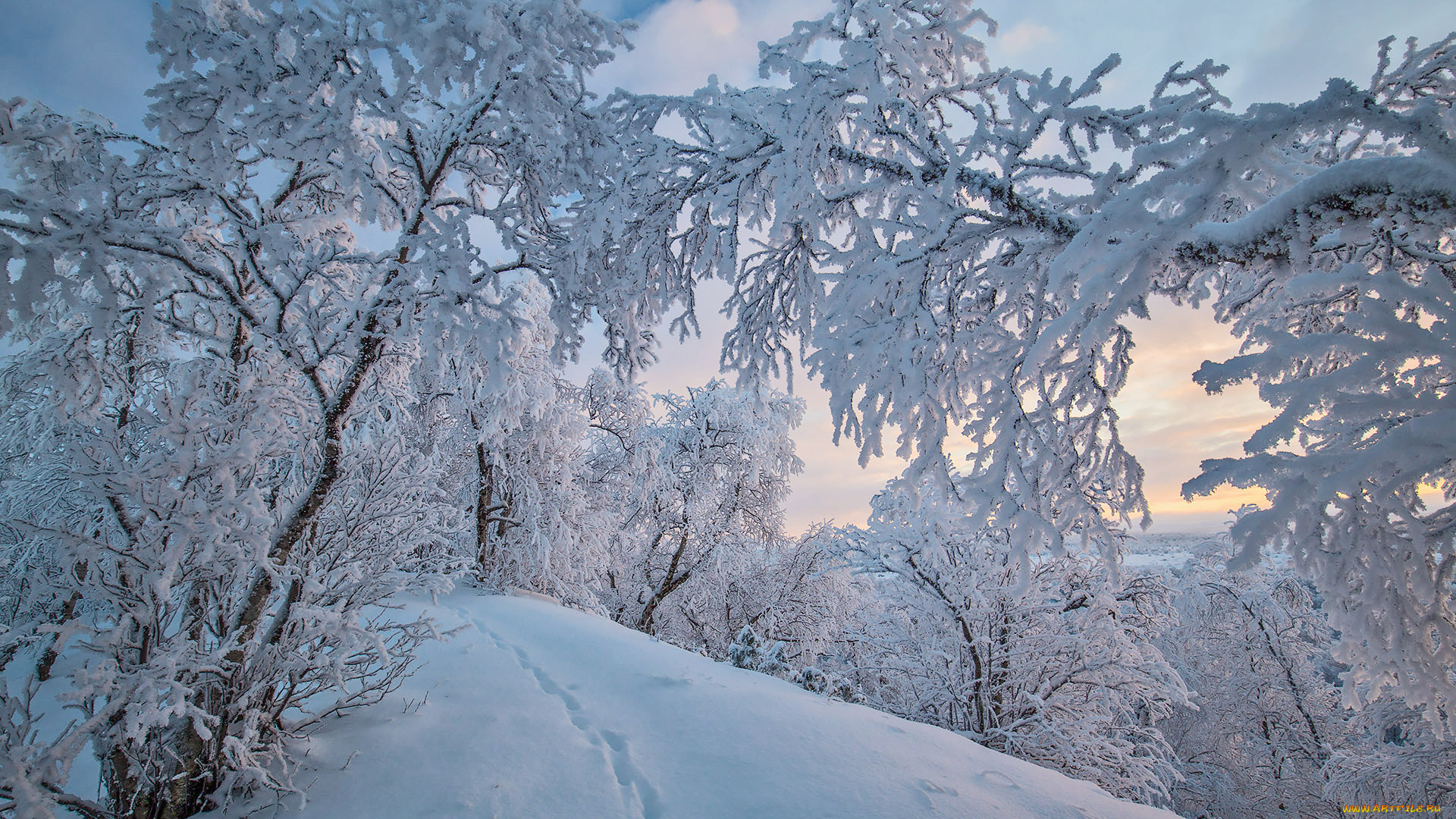 природа, зима, finland, lapland, финляндия, лапландия, снег, деревья