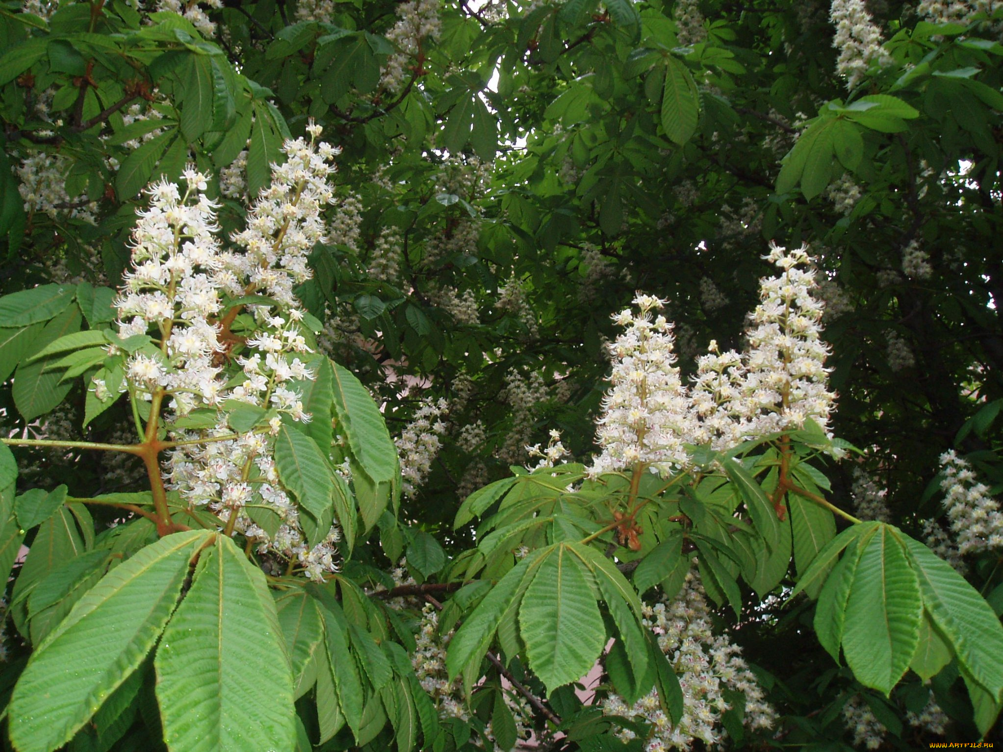 цветы, цветущие, деревья, , , кустарники, природа