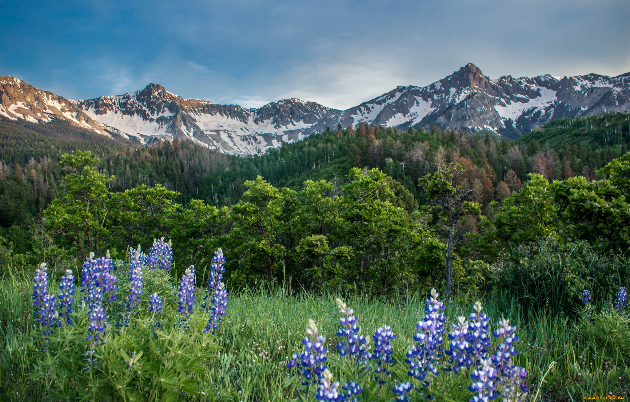 природа, луга, простор