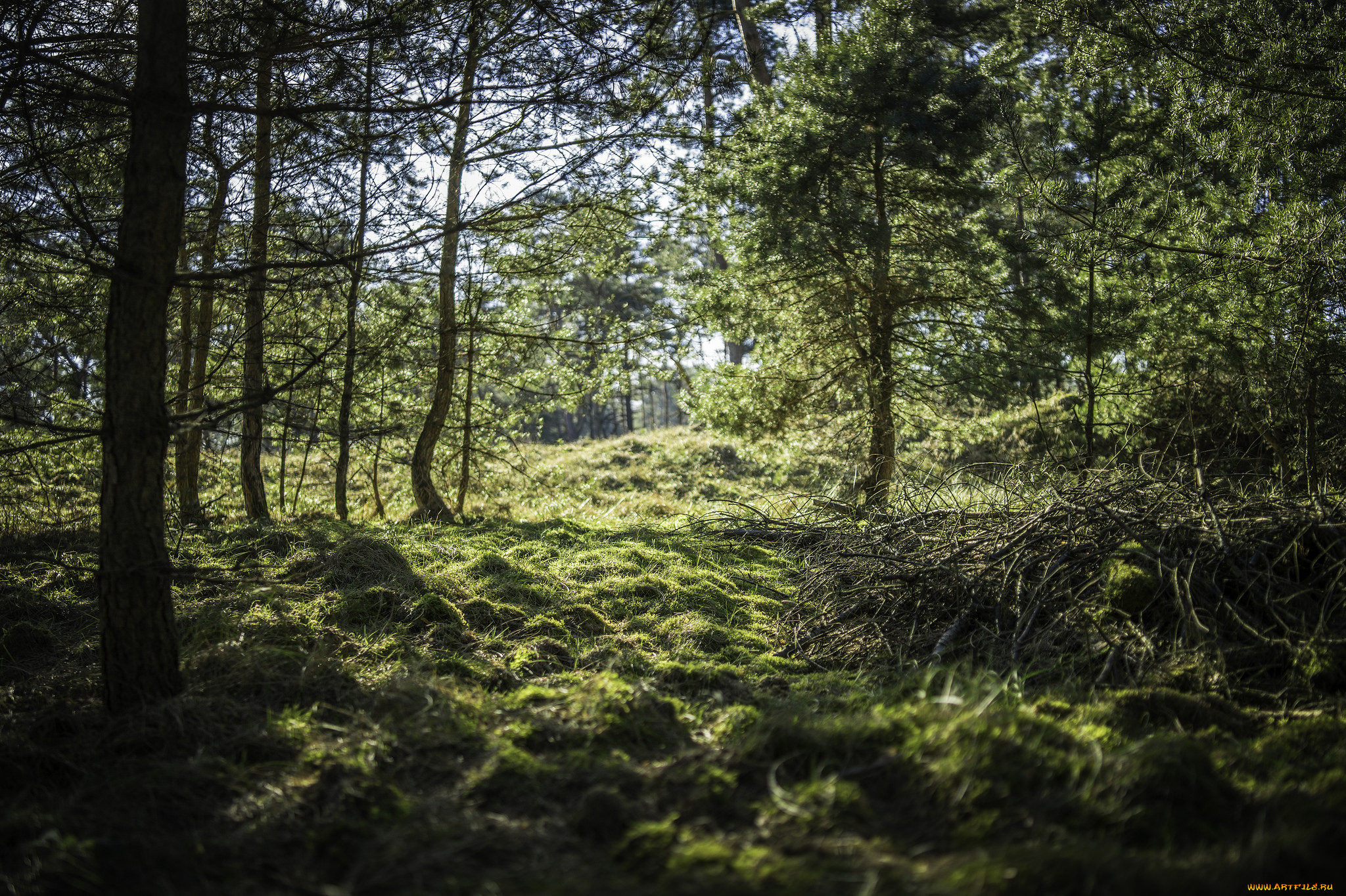 природа, лес, простор