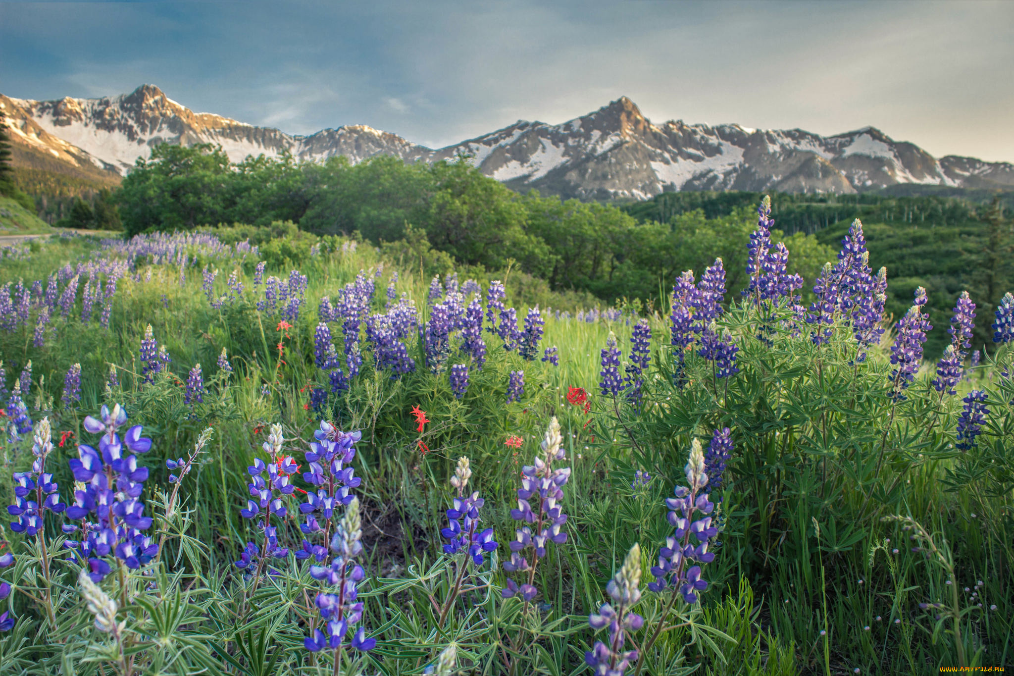 природа, луга, простор