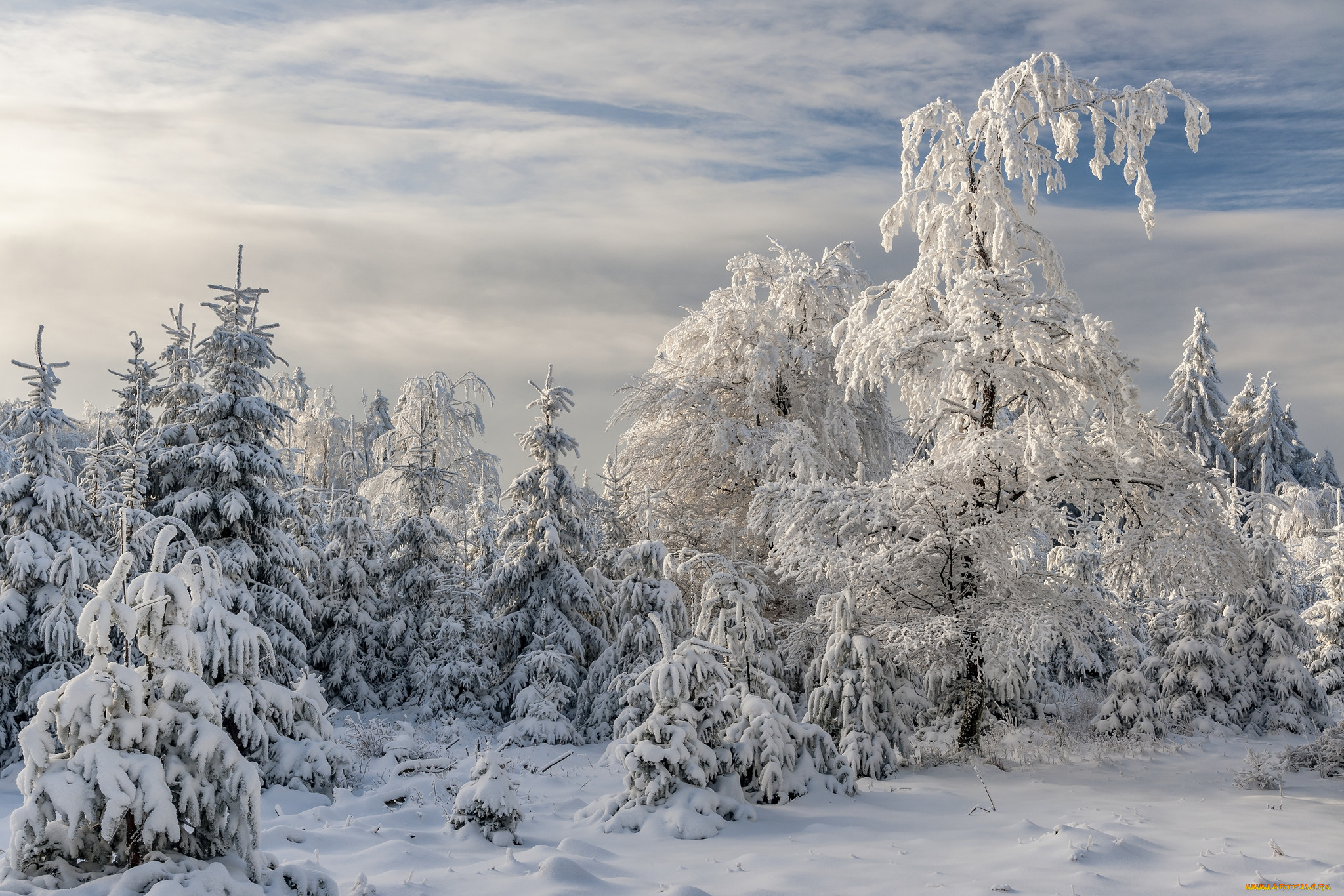 природа, зима, finland, lapland, финляндия, лапландия, снег, деревья