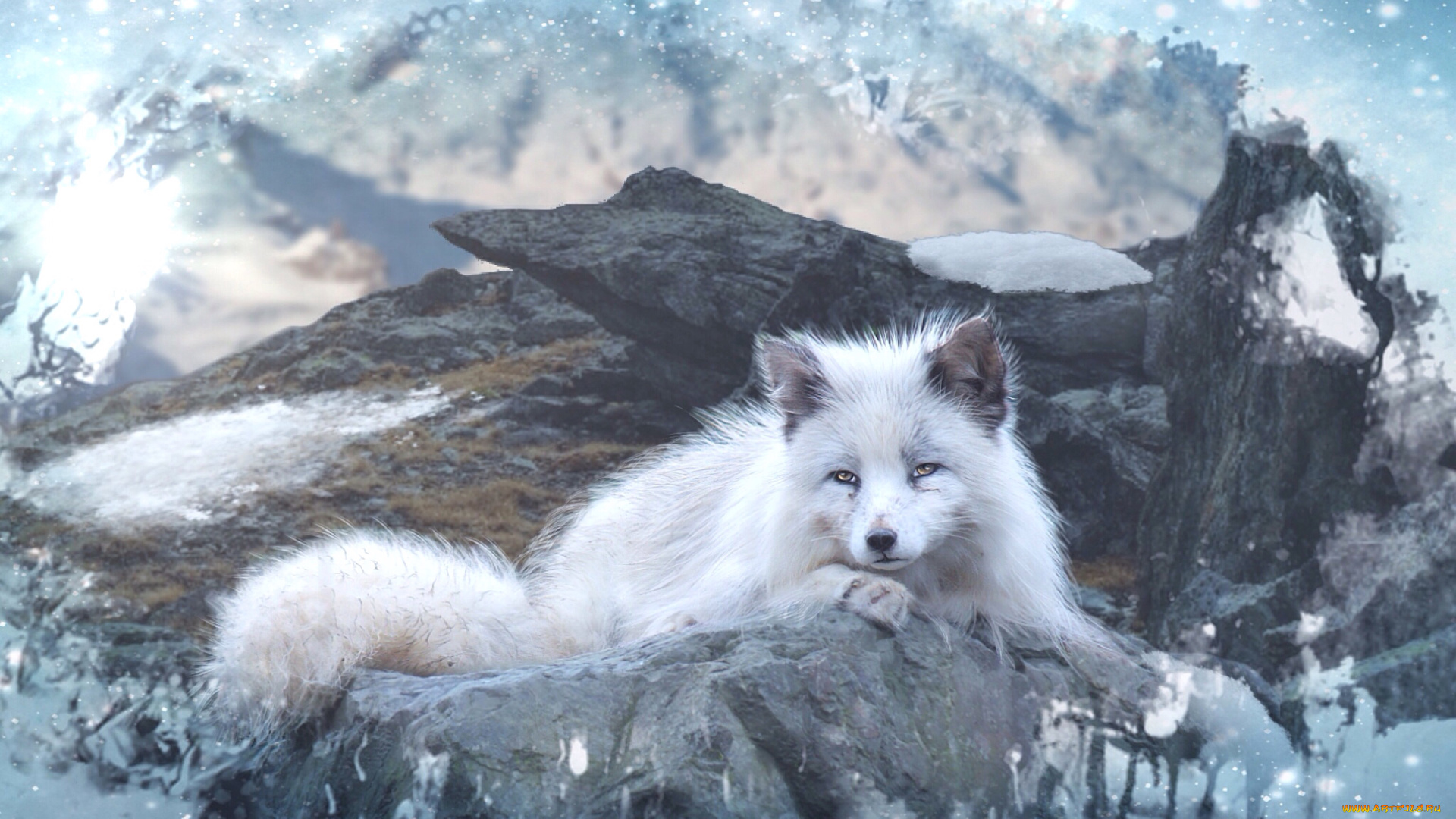 разное, компьютерный, дизайн, камни, фон, песец