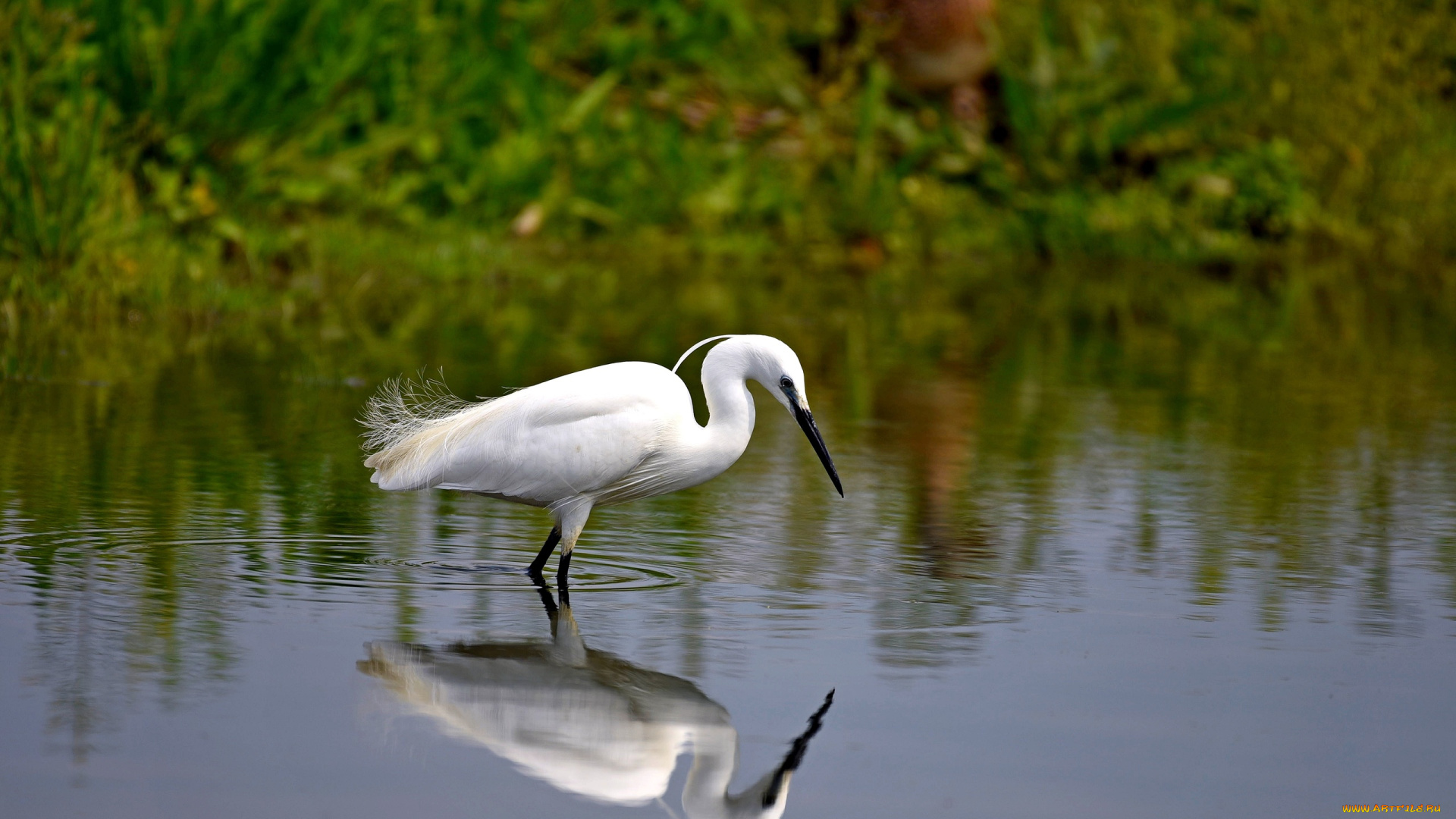 животные, цапли, , выпи, боке, отражение, вода, цапля