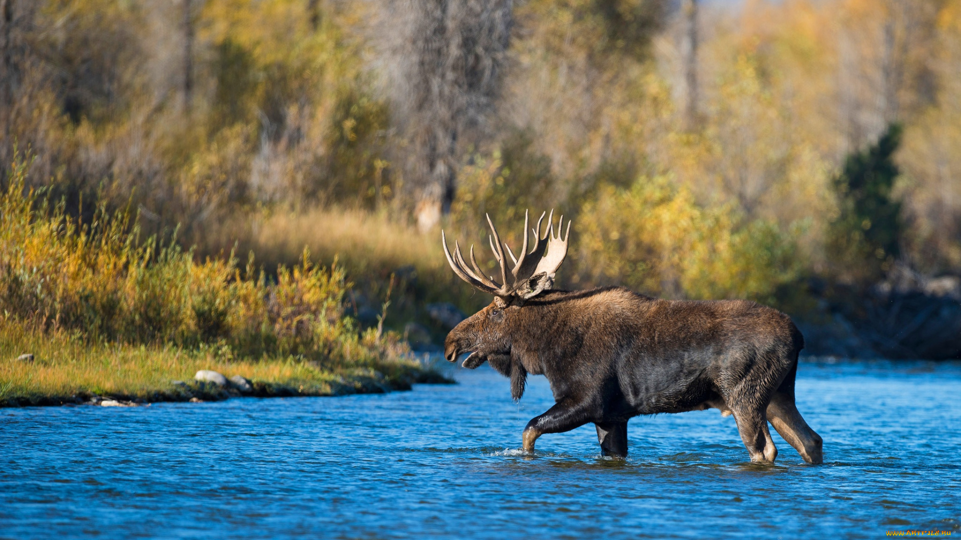 животные, лоси, лось, листва, берег, лес, деревья, прогулка, водоем, рога, осень